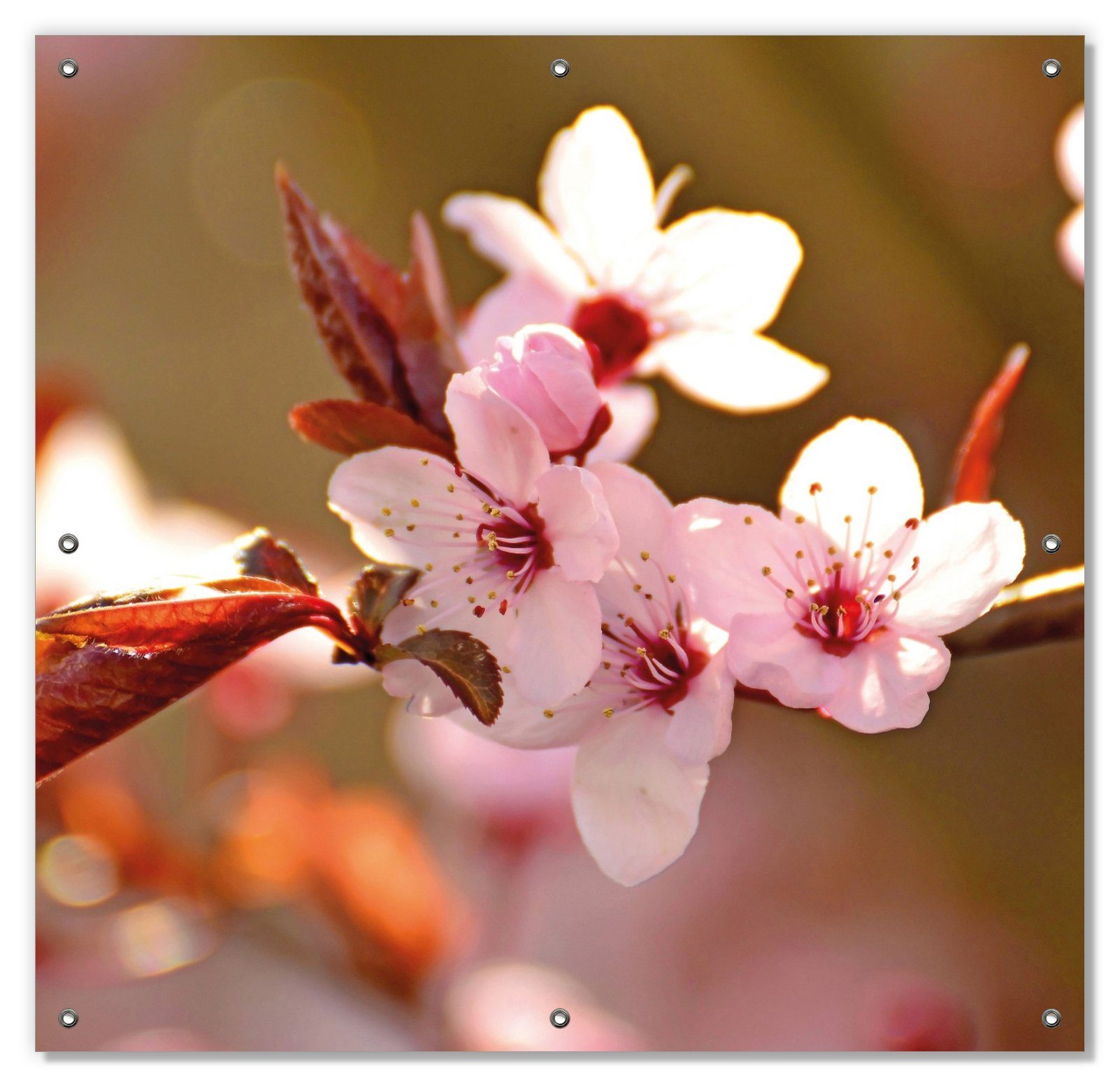 wiederverwendbar und Wallario, mit in II Sonnenschutz Saugnäpfen, wiederablösbar Frühlingsgefühle Nahaufnahme, blickdicht, - Kirschblüten