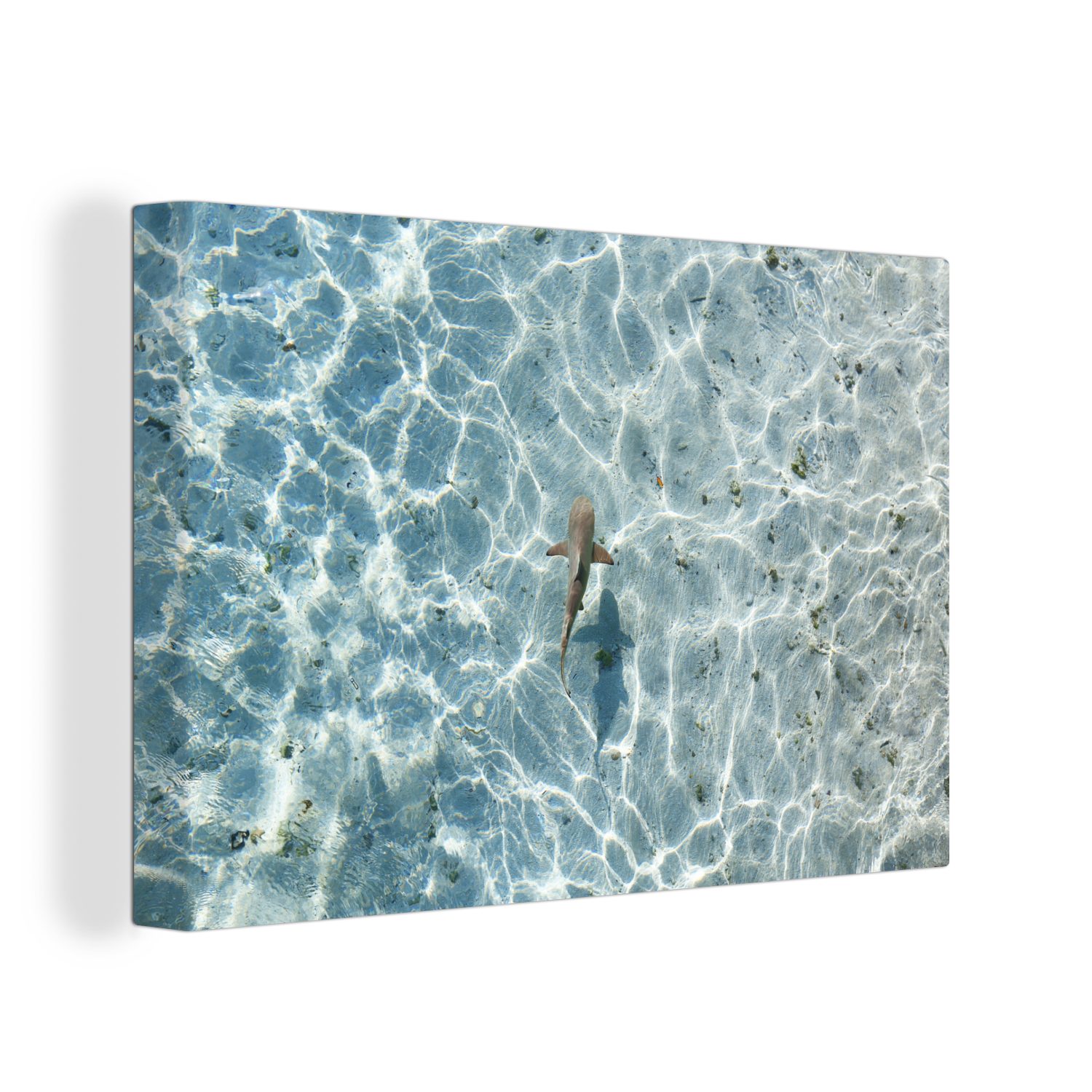 OneMillionCanvasses® Leinwandbild Hai im flachen Wasser, (1 St), Wandbild Leinwandbilder, Aufhängefertig, Wanddeko, 30x20 cm