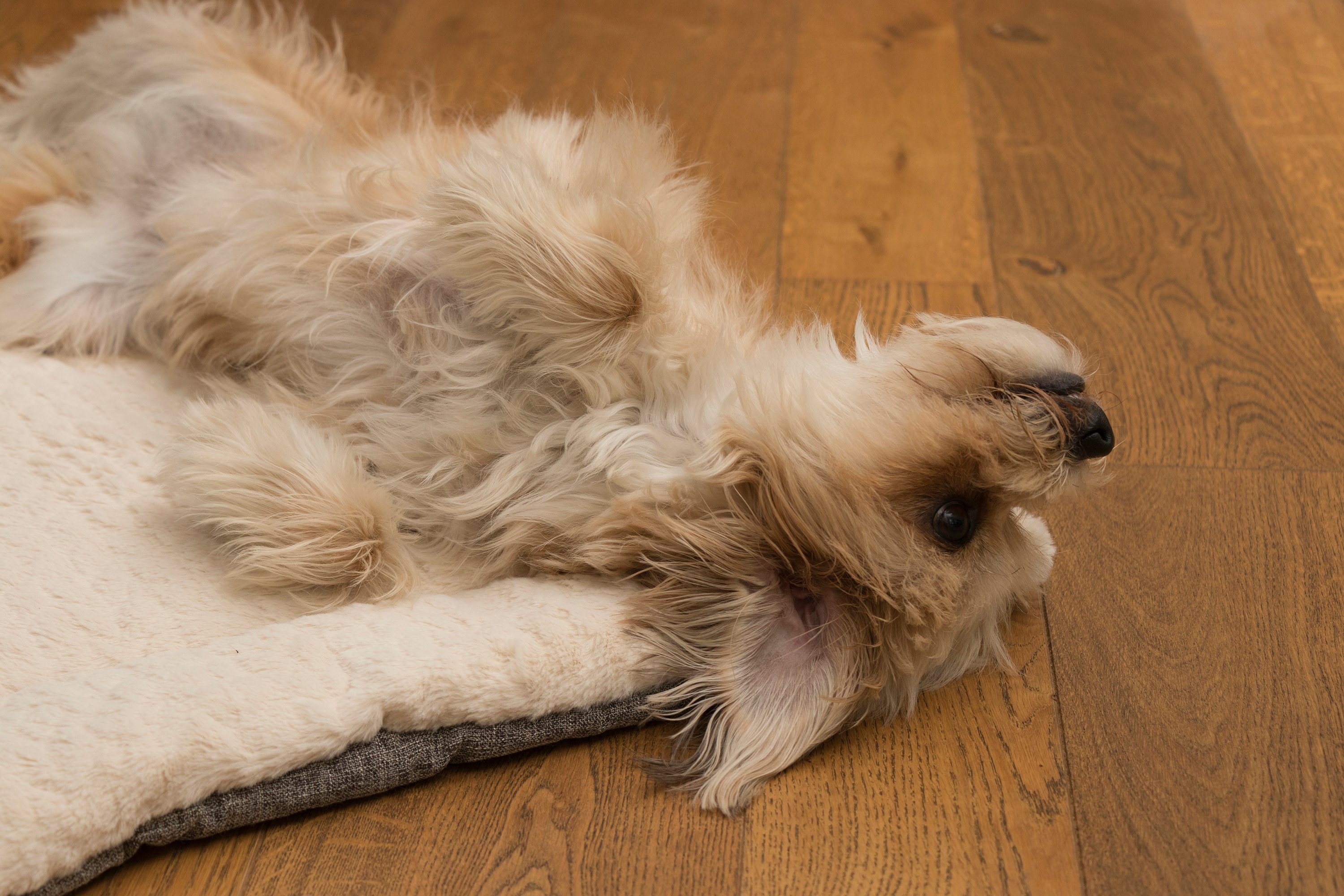 TrendPet Hundematte Hundedecke "Heaven" Beige, 100% günstig online kaufen