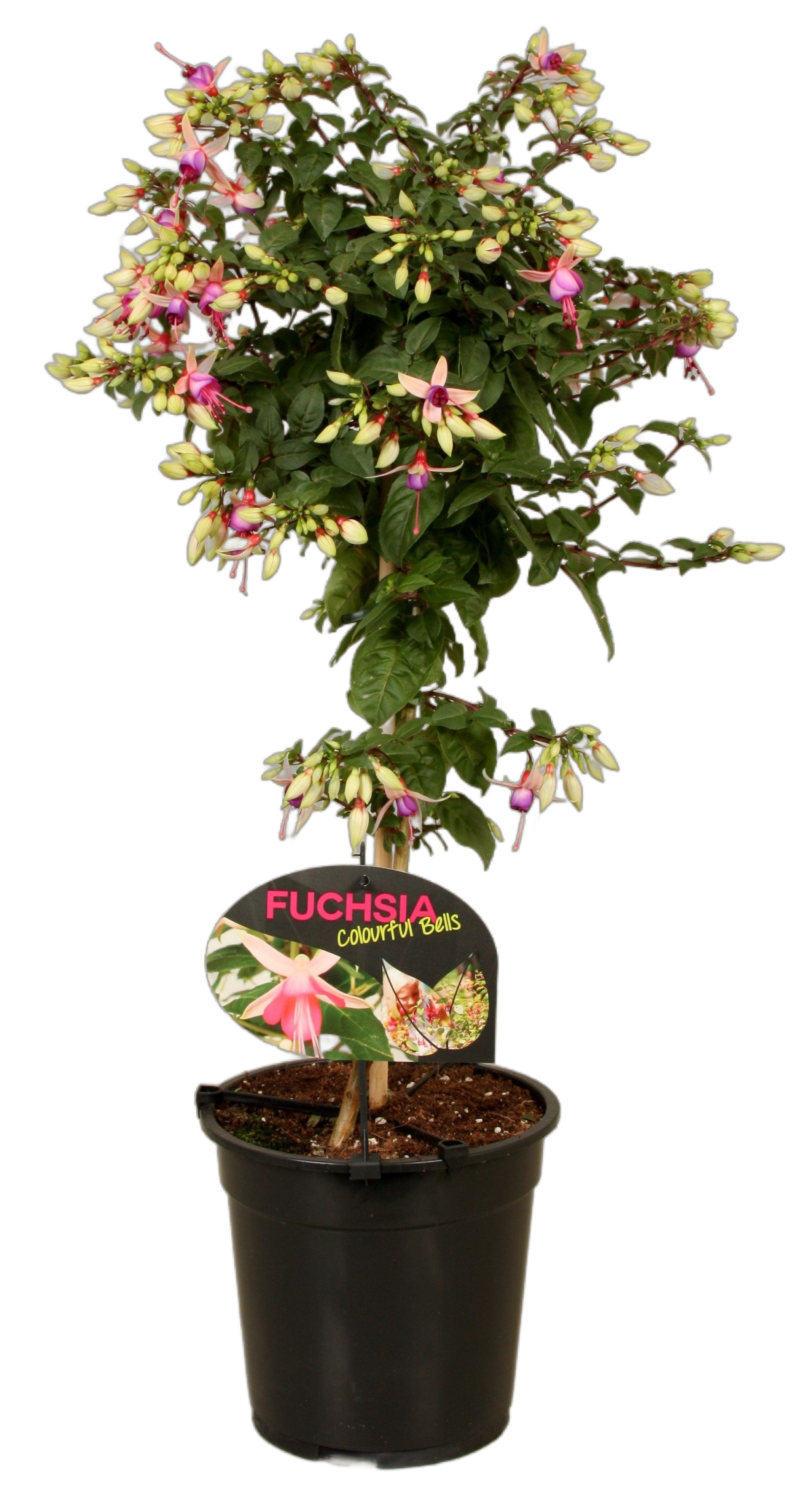 meinvipshop Topfpflanze Fuchsia Britney 75cm XXL