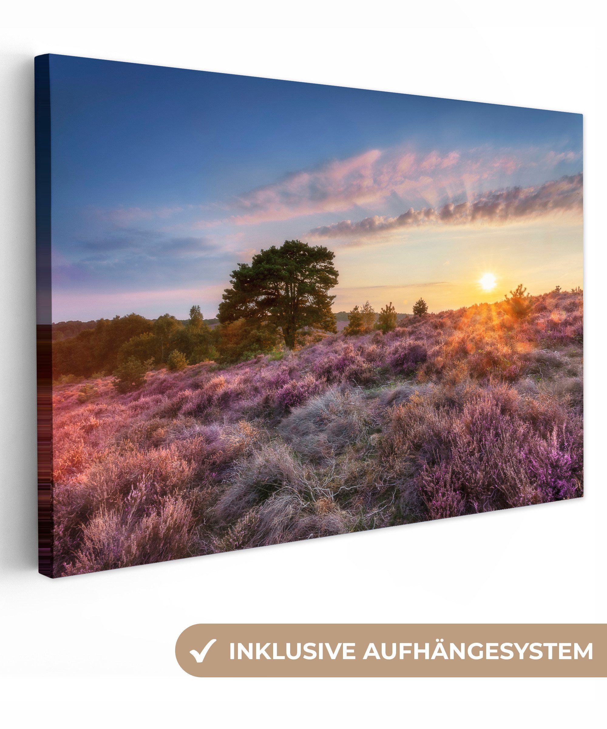 OneMillionCanvasses® Leinwandbild Heide bei Sonnenuntergang, Fotodruck günstig online kaufen