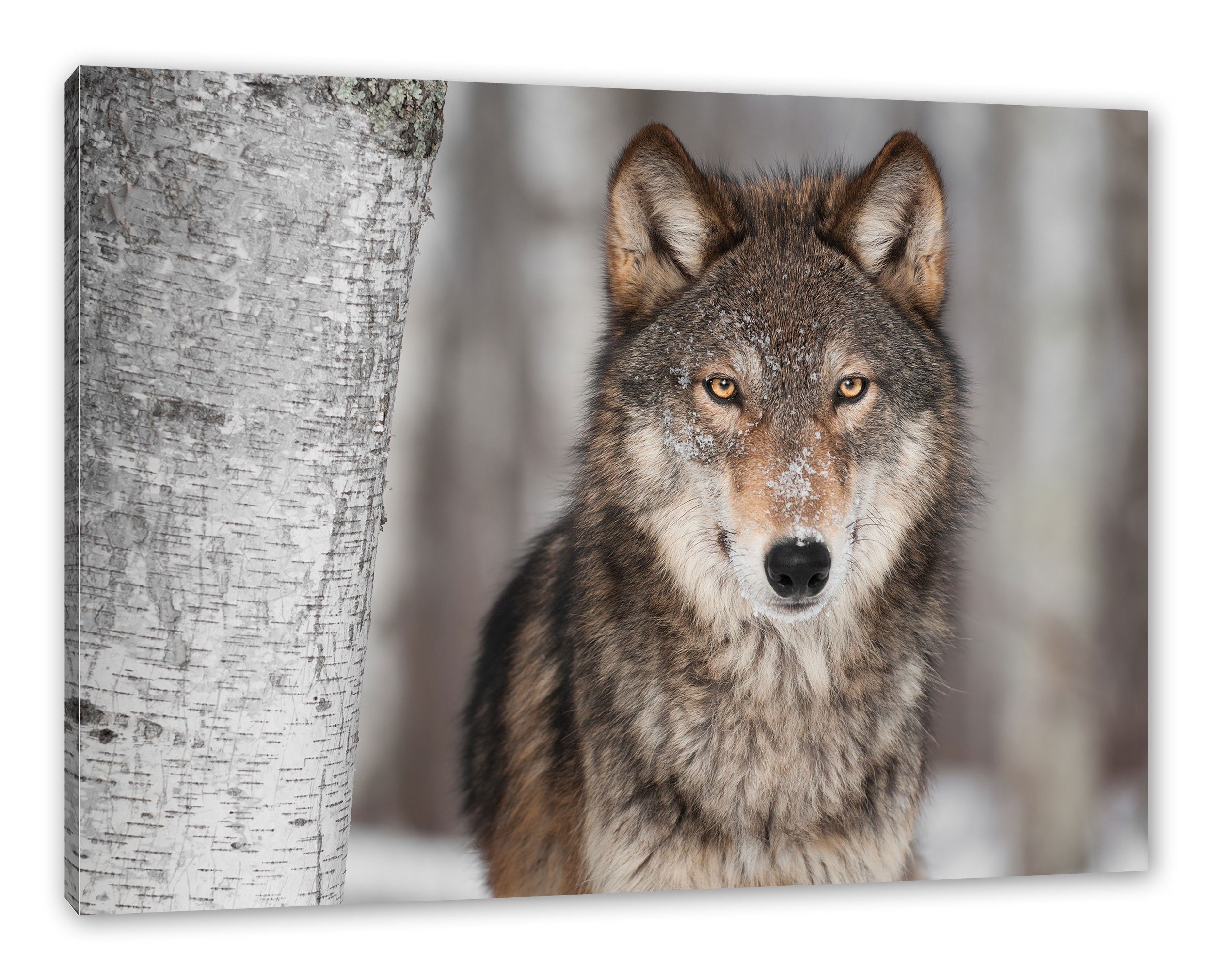 Wolf, Wachsamer Leinwandbild Wachsamer Wolf fertig (1 St), bespannt, inkl. Pixxprint Leinwandbild Zackenaufhänger