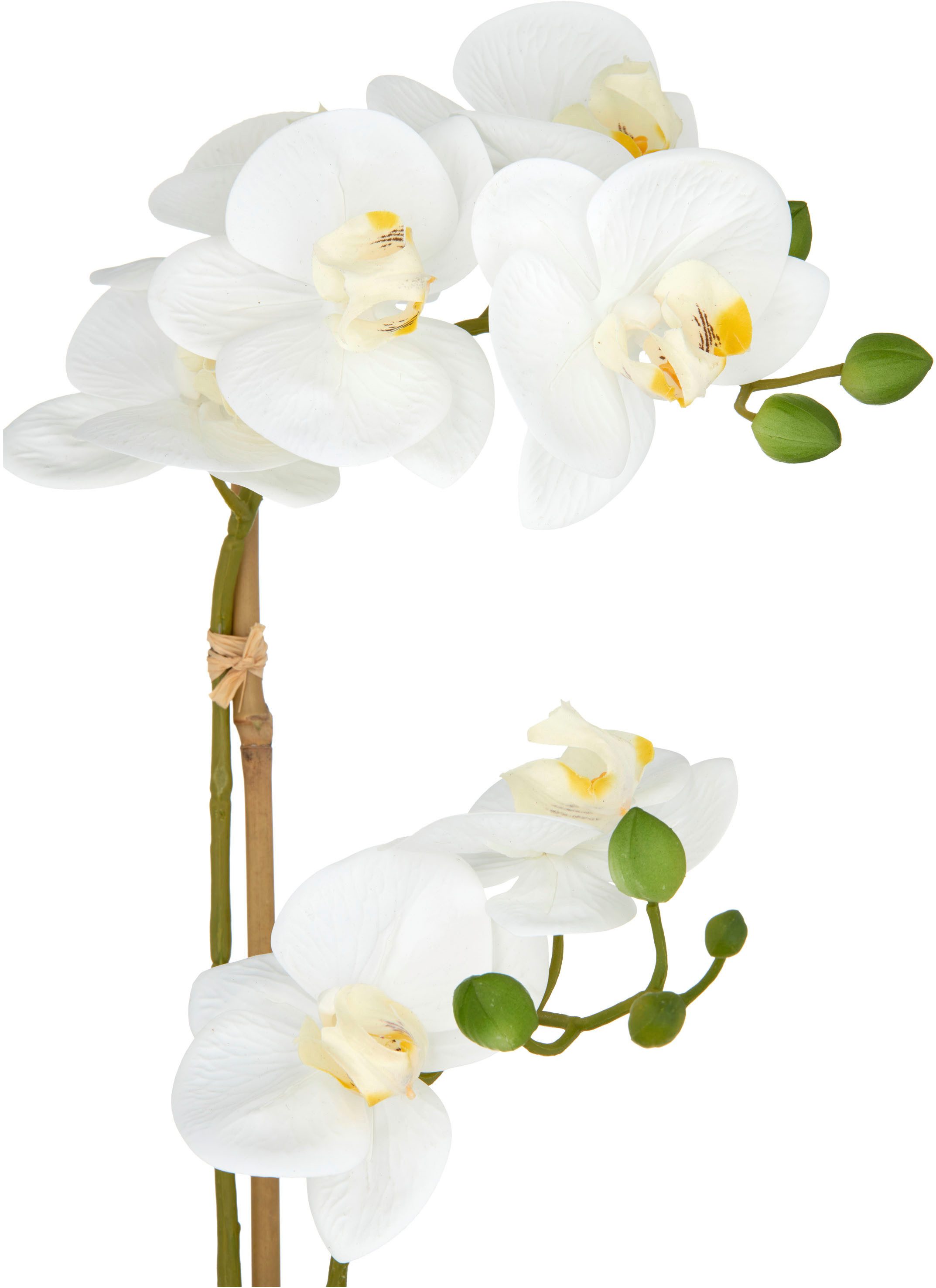 Kunstorchidee Orchidee Phalaenopsis, Creativ green, Höhe günstig online kaufen