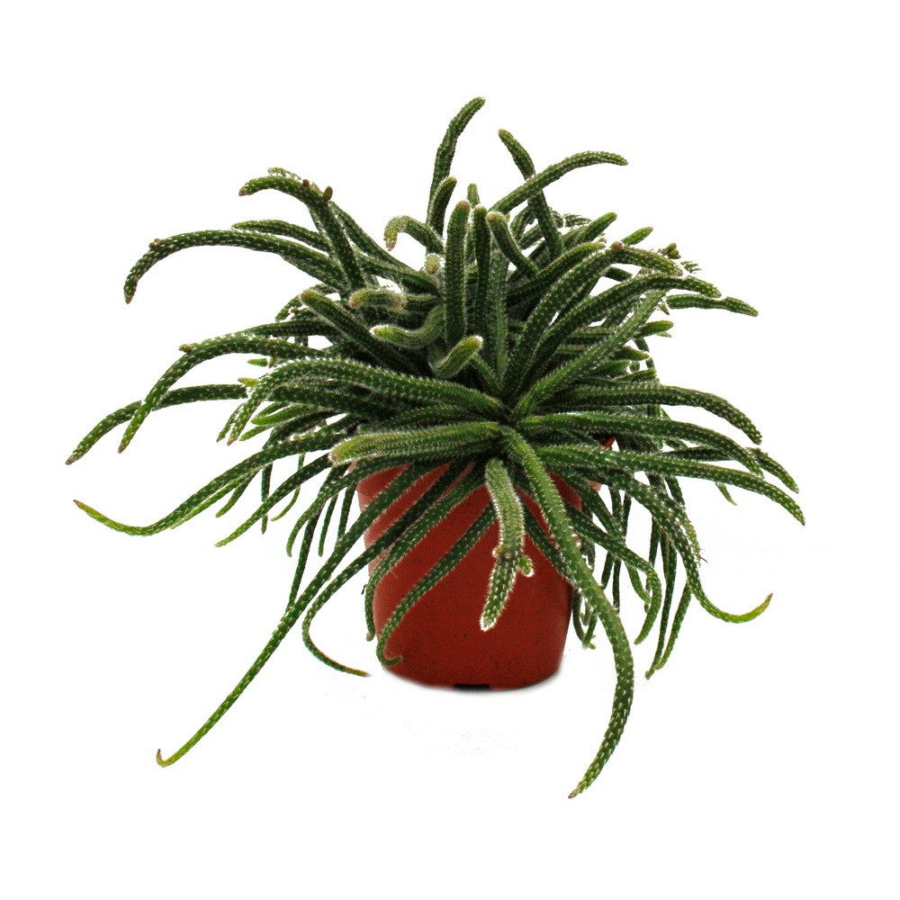 Kaktus Rhipsalis - Korallenkaktus - im 12cm Topf - sukkulente Zimmerpflanze