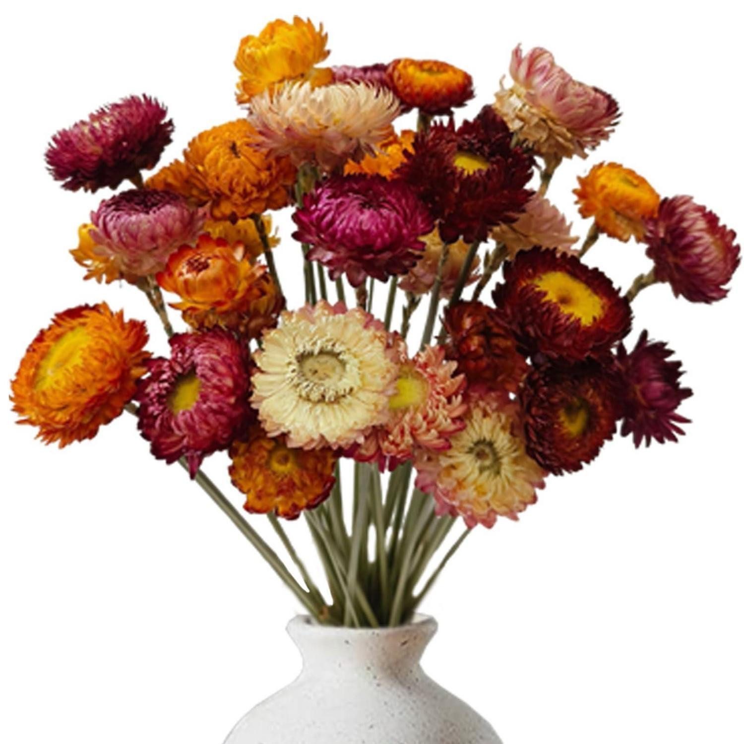 Trockenblume Trockenblumenstrauß Gänseblümchen 20 Stk. bunt, LuxusKollektion