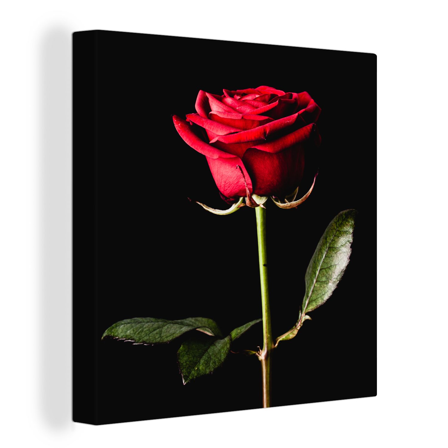 OneMillionCanvasses® Leinwandbild Eine rote Rose auf schwarzem Hintergrund, (1 St), Leinwand Bilder für Wohnzimmer Schlafzimmer bunt