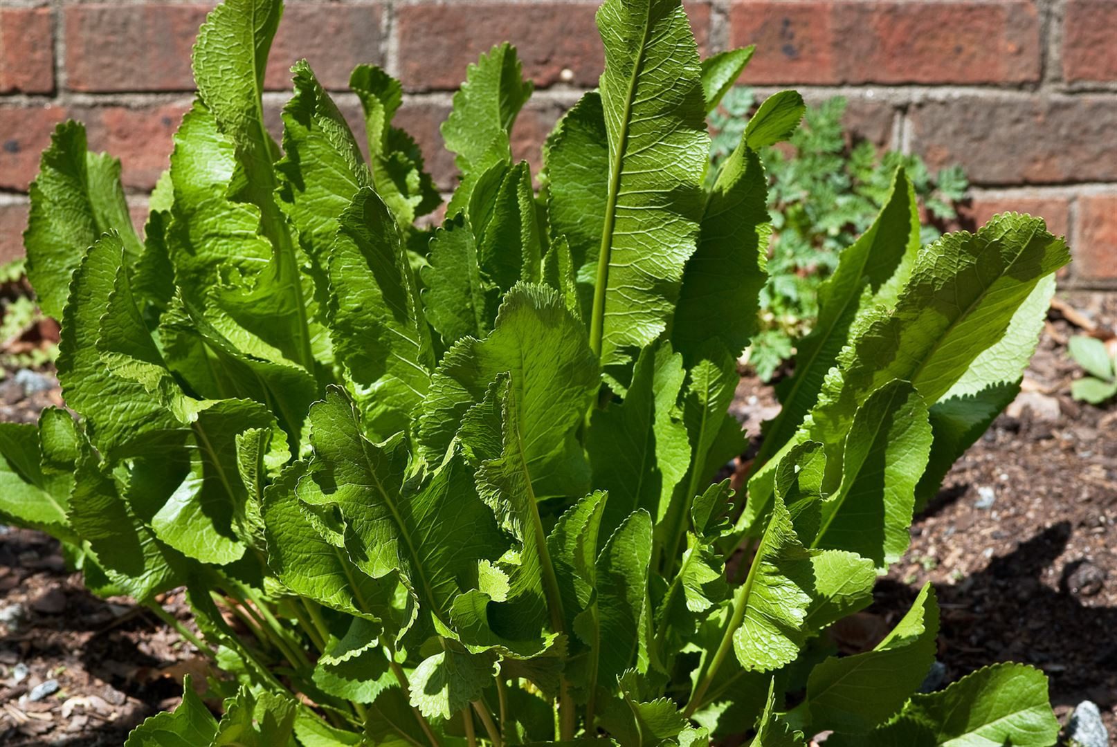 Pflanzen für Dich Staude Armoracia rusticana, 1 St., Meerrettich, Kren