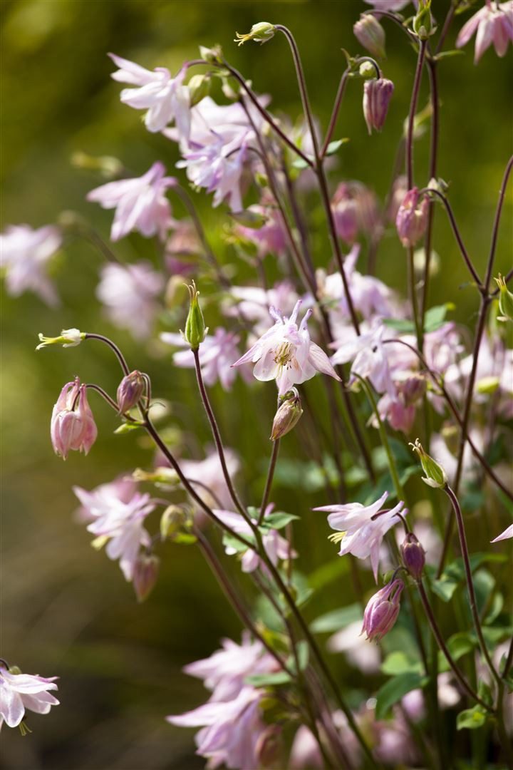 Pflanzen für Dich Staude Aquilegia vulgaris, 1 St., Gewöhnliche Akelei, Akelei