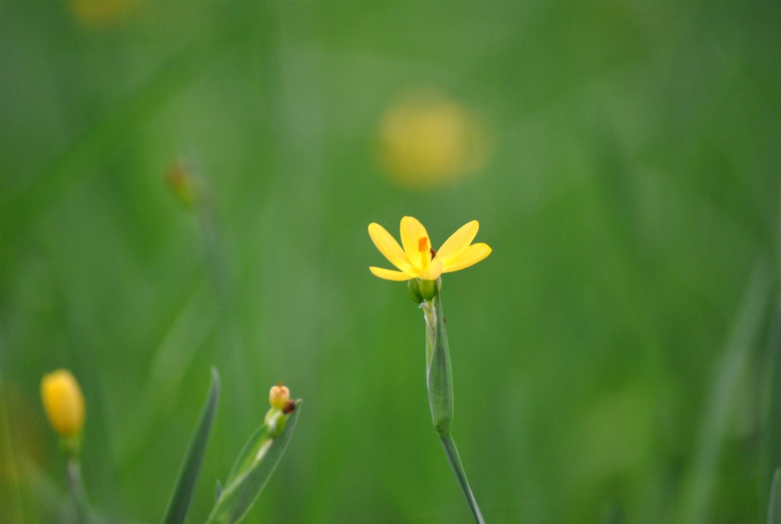 Pflanzen für Dich Staude Sisyrinchium californicum, 1 St., Gelbes Grasliliengewächs, Kalifornische Graslilie
