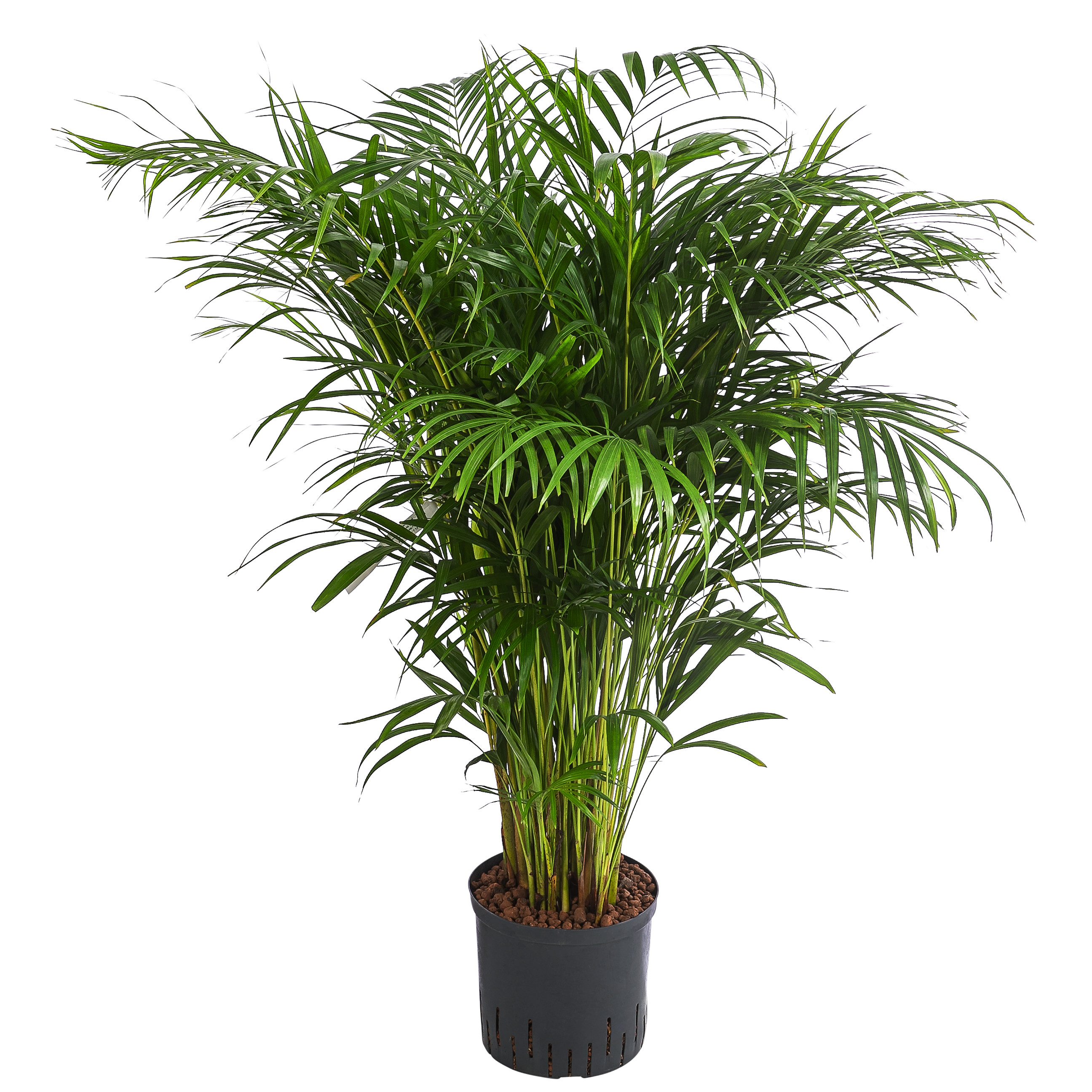 Dehner Zimmerpflanze Goldfruchtpalme, Dypsis lutescens, gefiedertes Blattwerk, in Hydrokultur inkl. Wasserstandsanzeiger