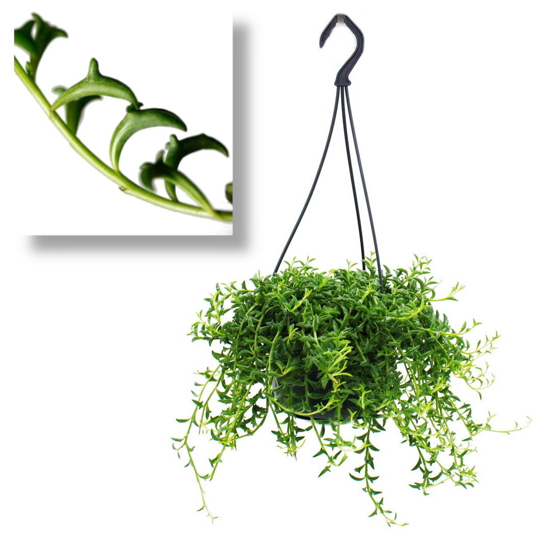 Exotenherz Kaktus Senecio peregrinus Delphin-Pflanze Ampelpflanze 14cm Ampe günstig online kaufen