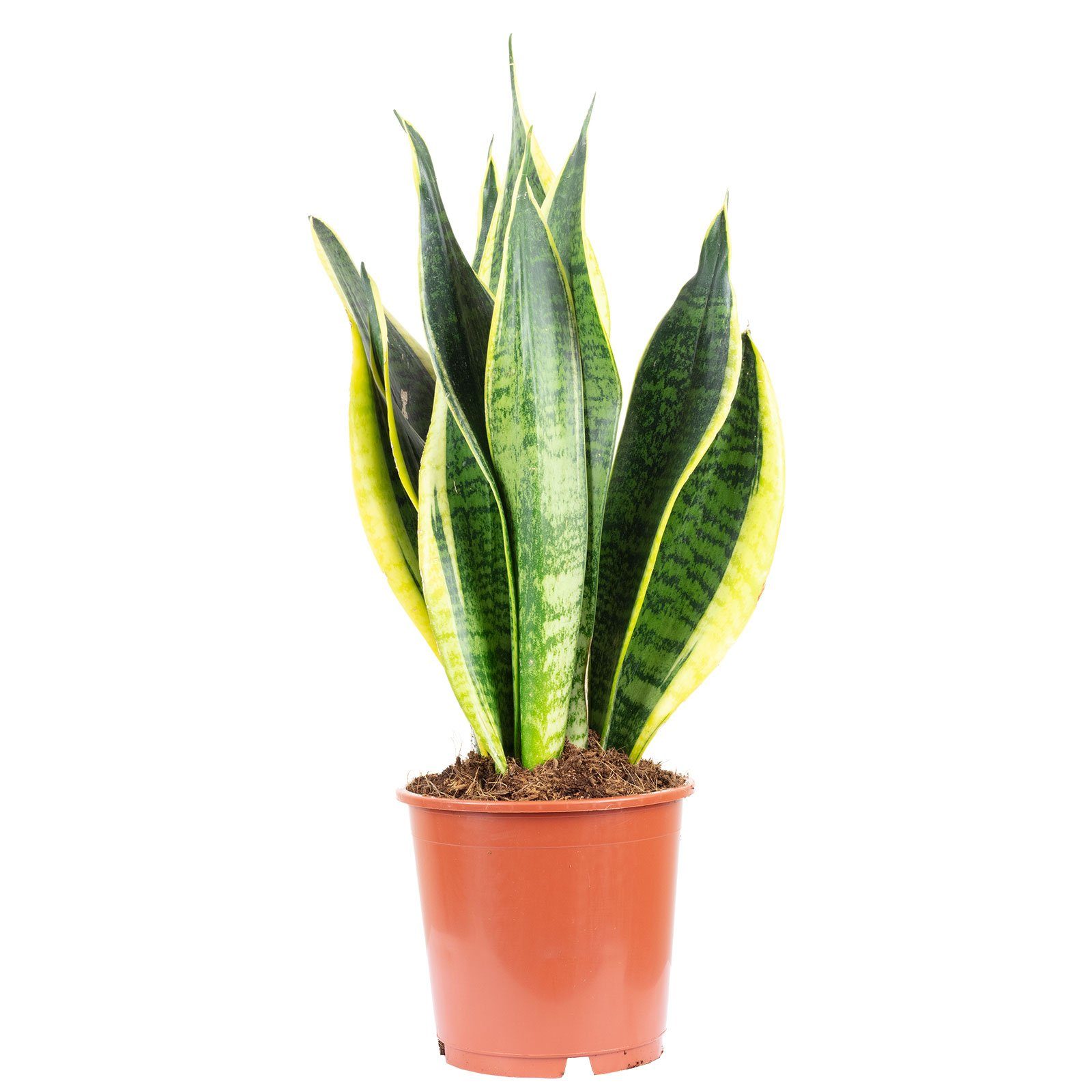 Flowerbox Zimmerpflanze Bogenhanf - Sansevieria trifasciata Laurentii, - Höhe ca. 45 cm, Topf-Ø 14 cm