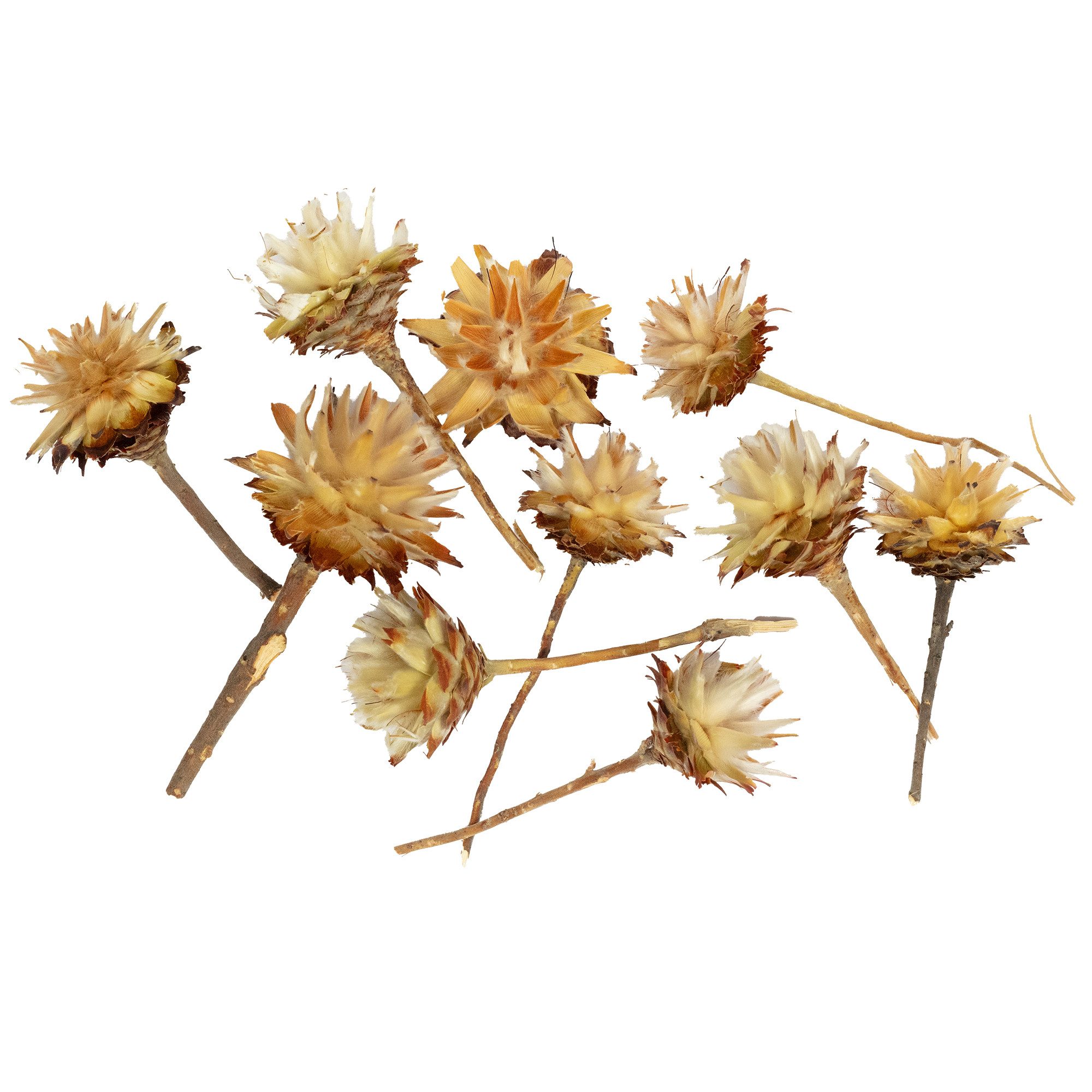 Trockenblume Plumosum kurzer Stiel - 10 Stk. - natur, Vosteen