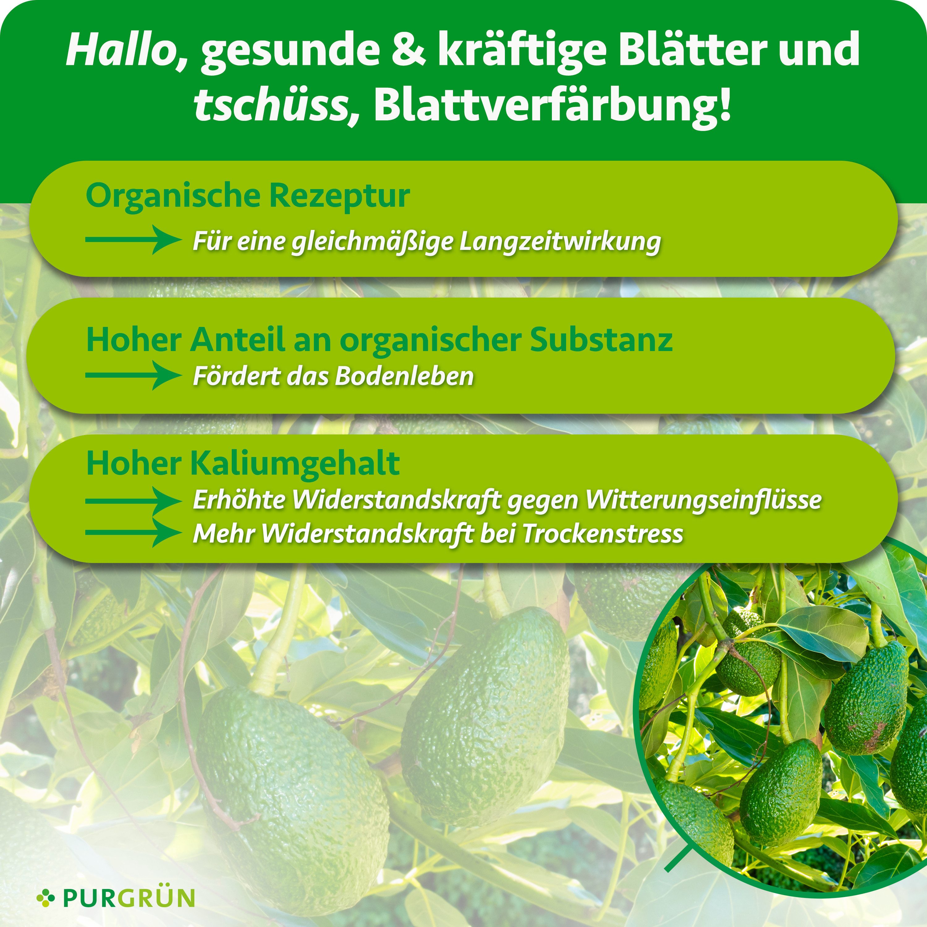Purgrün Gemüsedünger Bio Avocado Dünger, NPK 4+1+7, Algenextrakt, 1 Liter, Flüssigdünger, 1-St., 1 Liter – Bild 3 von 5