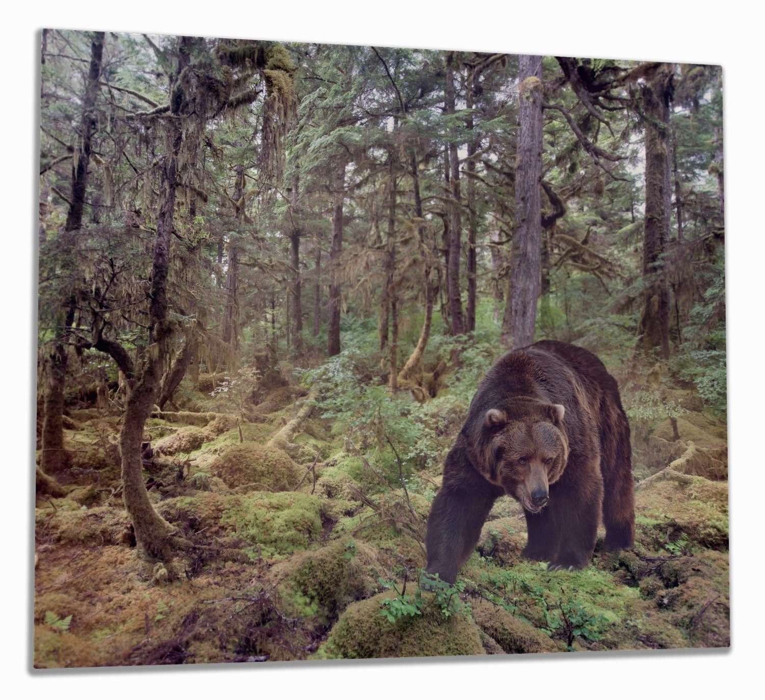 Wallario Herd-Abdeckplatte Gefährlicher Grizzlybär im Wald, ESG-Sicherheitsglas, (Glasplatte, 1 tlg., inkl. 5mm Noppen), verschiedene Größen
