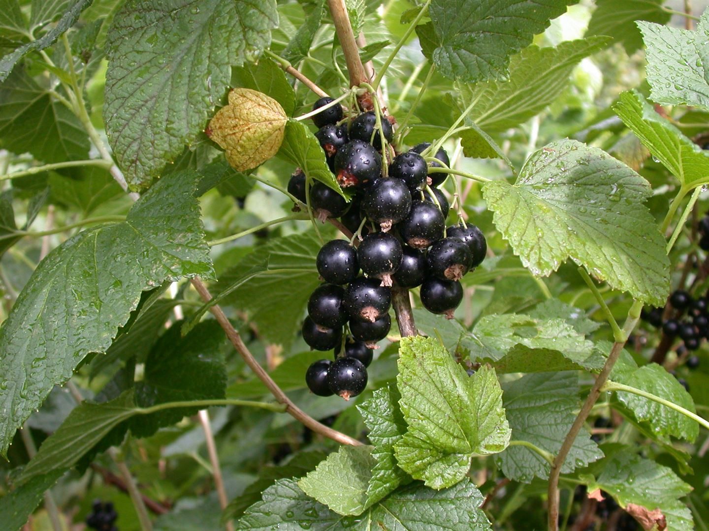 Pflanzen für Dich Obstpflanze Ribes nigrum Titania, 1 St., Schwarze Johannisbeere, Titania-Johannisbeere, schwarzfrüchtig, vitaminreich
