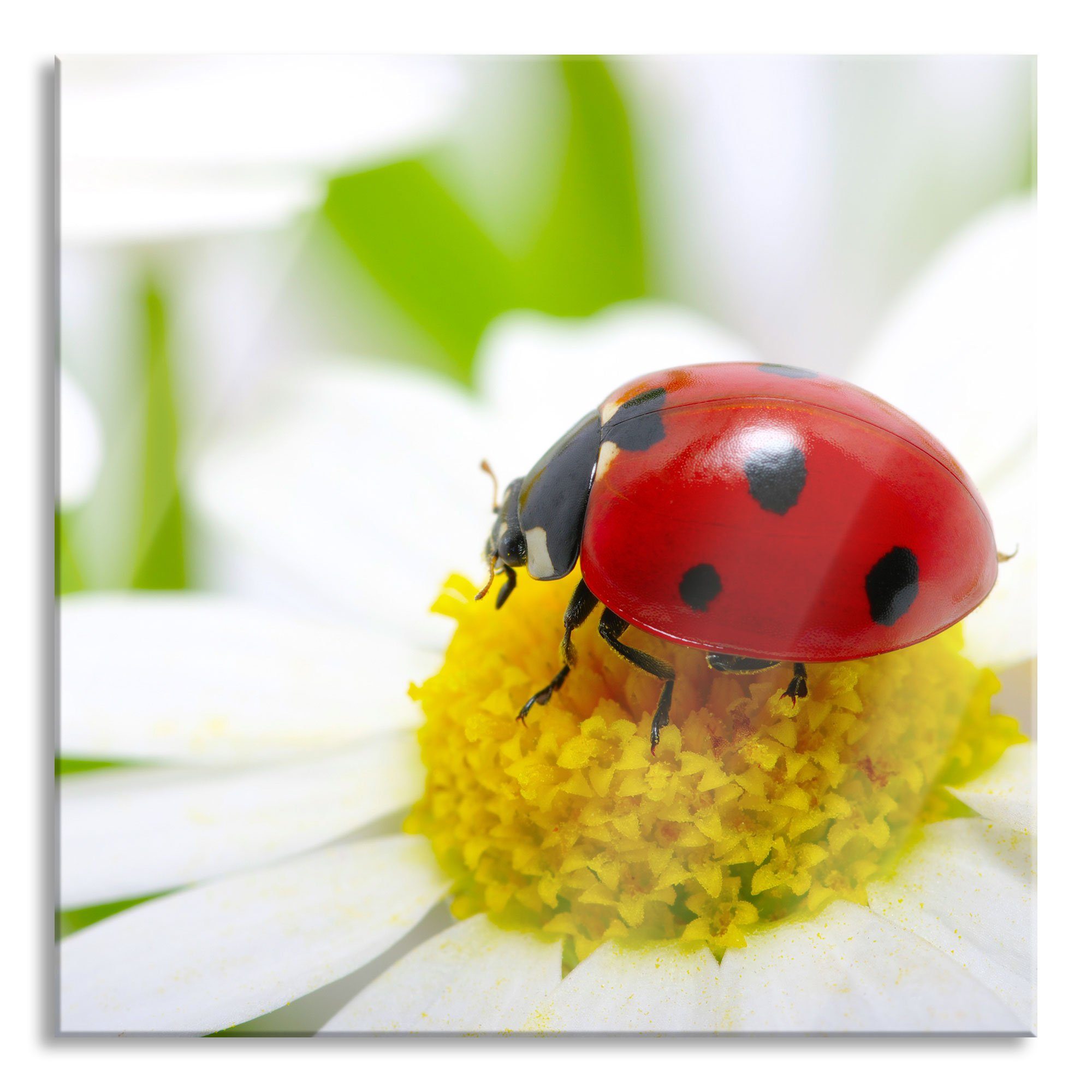 Pixxprint Glasbild Marienkäfer auf St), und (1 Gänseblümchen Marienkäfer Gänseblümchen, Glasbild Aufhängungen Abstandshalter inkl. Echtglas, auf aus