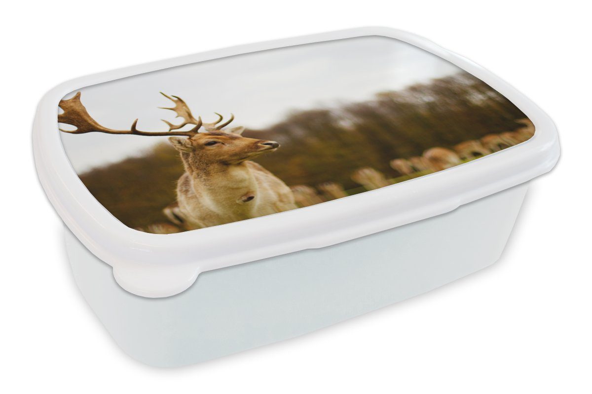 MuchoWow Lunchbox Damhirsch - Wald - Herde - Tiere - Natur, Kunststoff, (2-tlg), Brotbox für Kinder und Erwachsene, Brotdose, für Jungs und Mädchen weiß