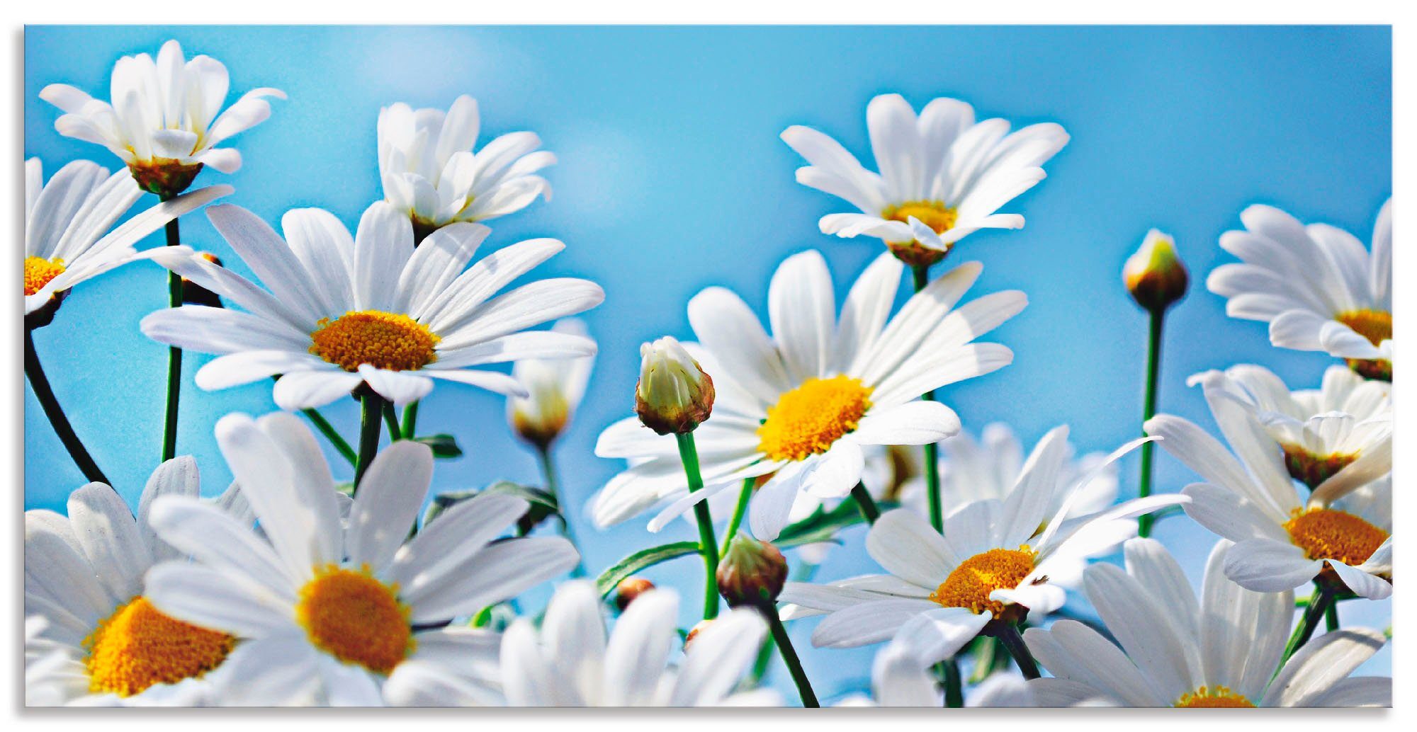 Artland Wandbild Blumen - Margeriten, Blumen (1 St), als Alubild,  Leinwandbild, Wandaufkleber oder Poster in versch. Größen | Poster