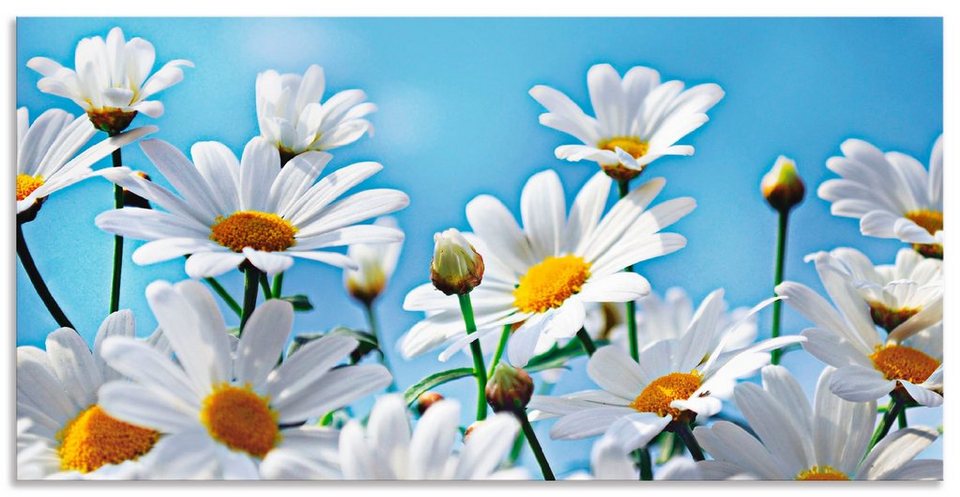 Artland Wandbild Blumen - Margeriten, Blumen (1 St), als Alubild,  Leinwandbild, Wandaufkleber oder Poster in versch. Größen