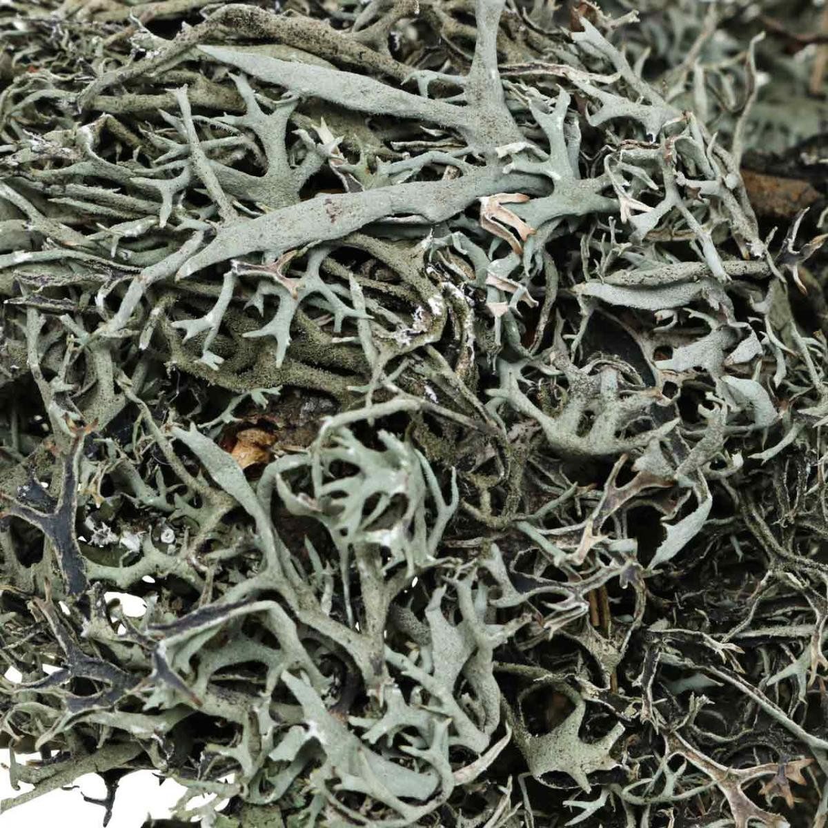 Thumbnail - Viana Bastelmoos Deko Zweige Eichenmoos Flechten Natur 750g Moosdeko Tischdeko