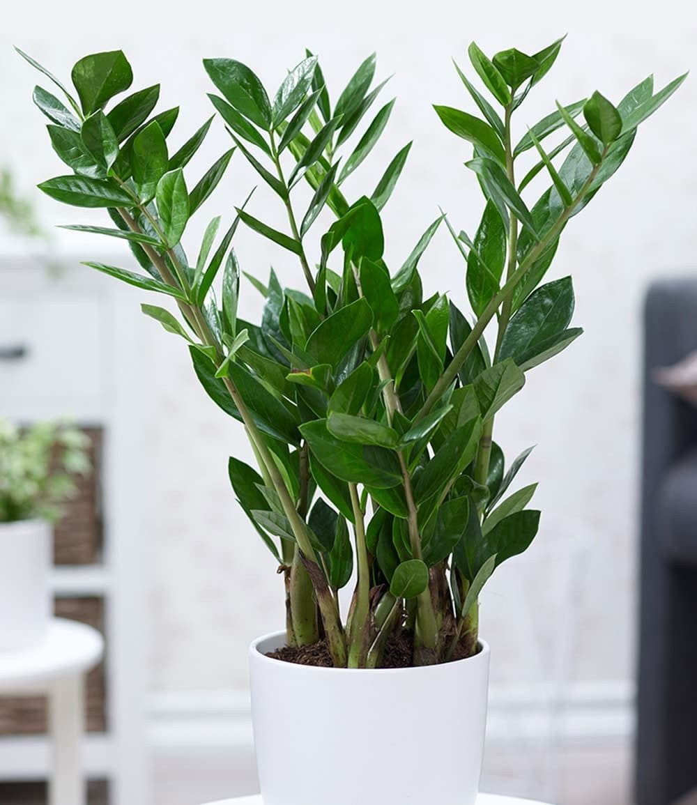 BALDUR Garten Zimmerpflanze Zamioculcas ca. 55-65 cm hoch, 1 St., Zimmerpflanze, pflegeleicht