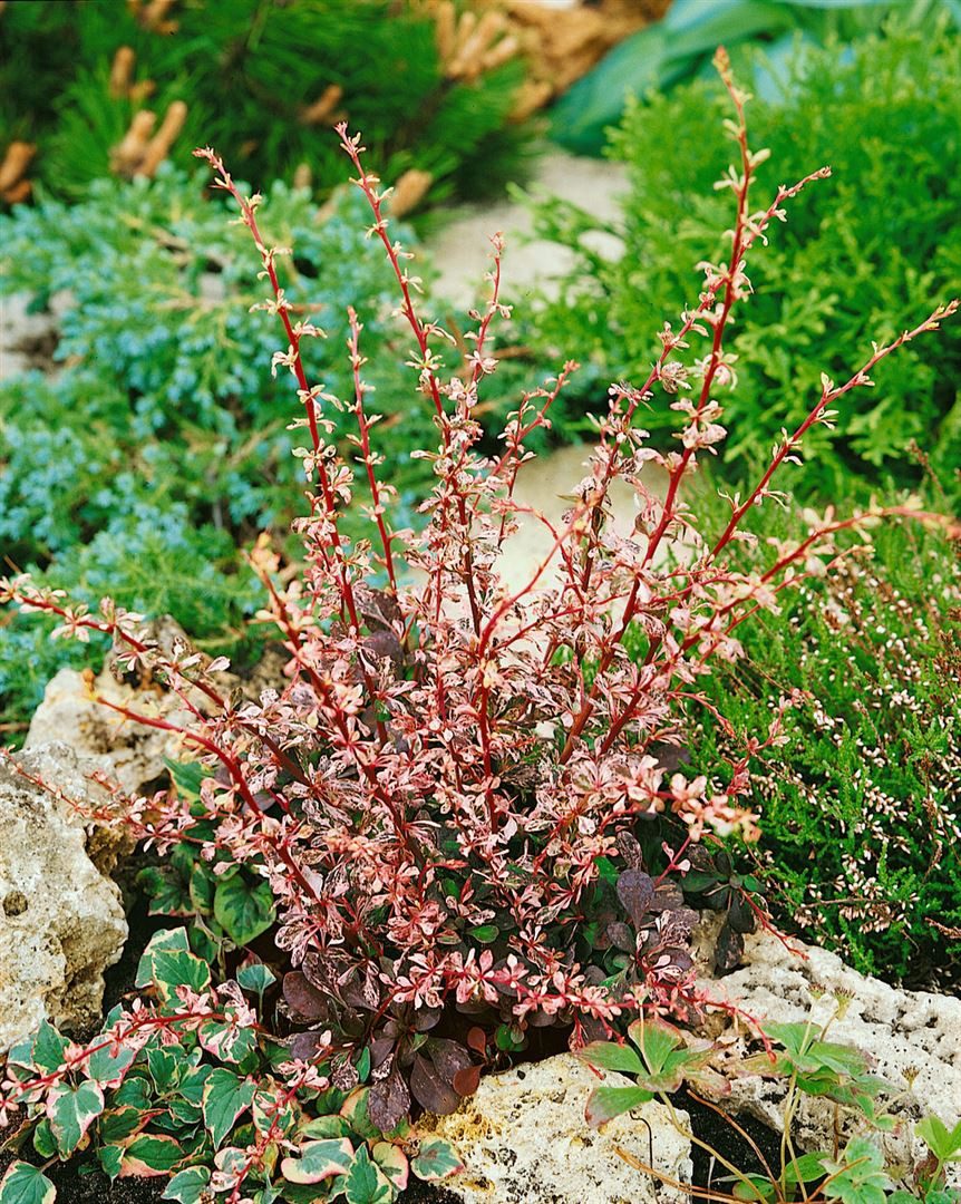 Pflanzen für Dich Gehölze Berberis thunbergii Harlequin, 1 St., Thunberg-Berberitze, Harlekin-Berberitze