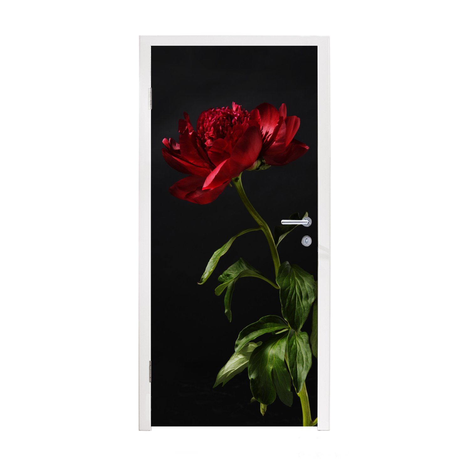 rote Pfingstrose Hintergrund, Matt, einzelne MuchoWow Fototapete (1 Türtapete mit Türaufkleber, für bedruckt, St), Eine schwarzem 75x205 Tür, cm
