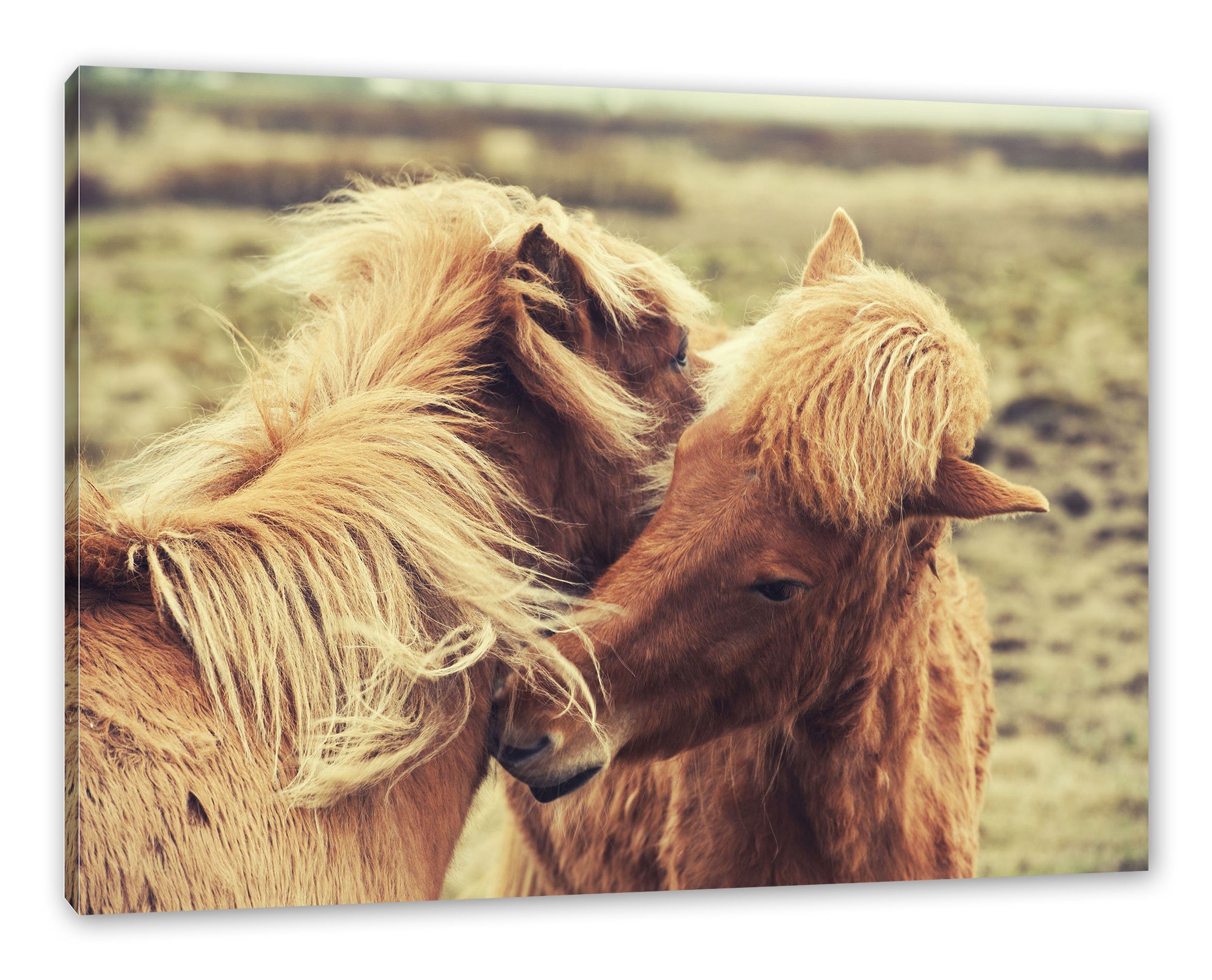 Pixxprint Leinwandbild Islandpferde Pony, Islandpferde Pony (1 St), Leinwandbild fertig bespannt, inkl. Zackenaufhänger | Leinwandbilder