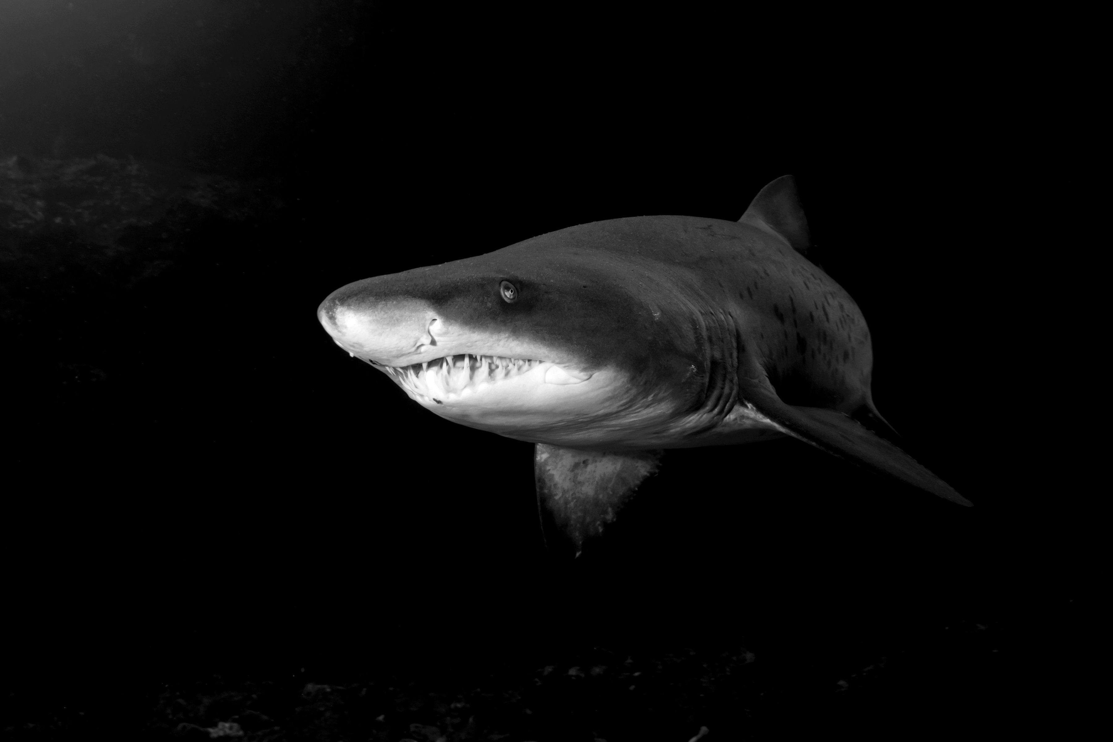 Fototapete Schwarz Papermoon Haifisch & Weiß