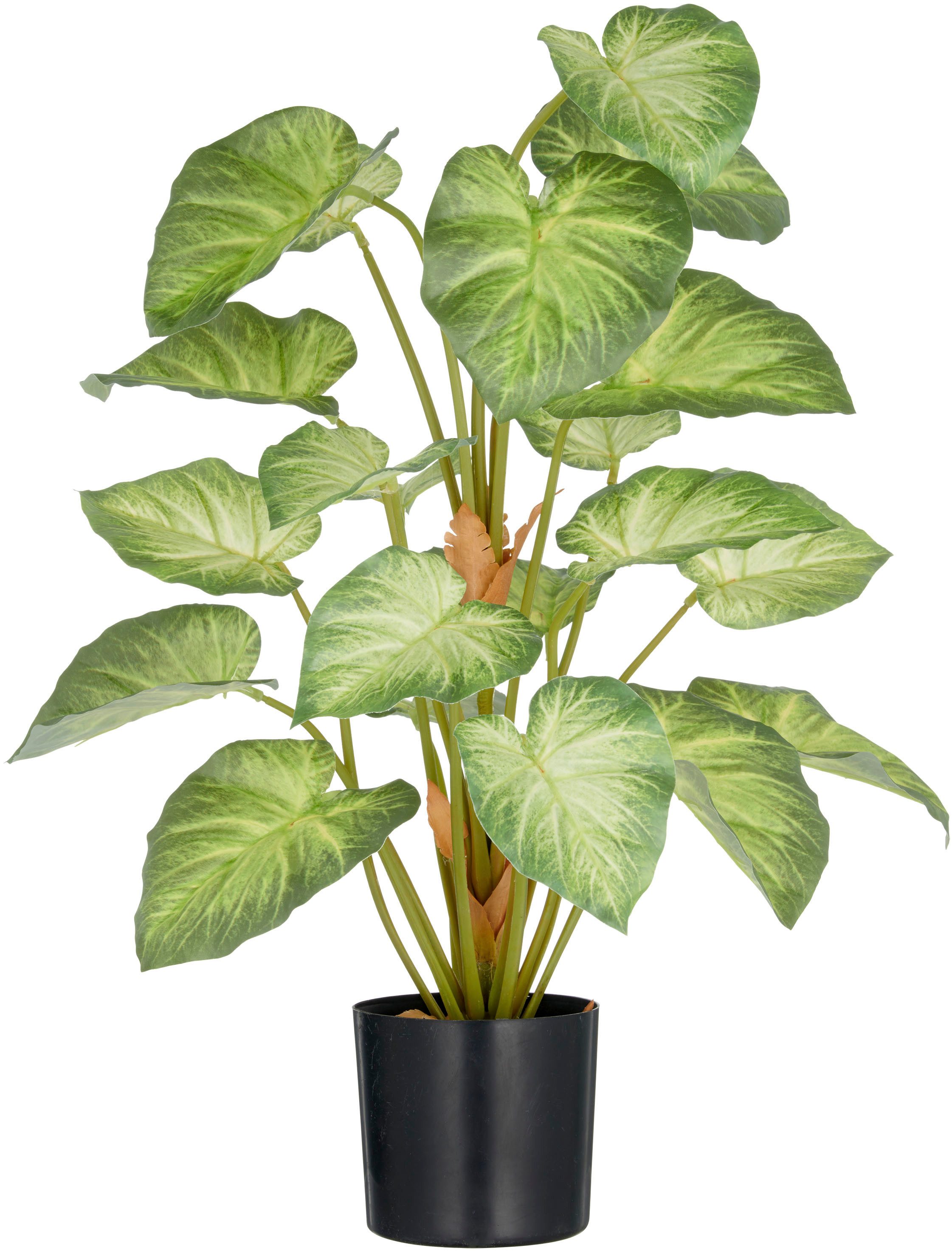 Kunstpflanze Syngonium, Creativ green, Höhe 65 cm, mit schönem Blattwerk günstig online kaufen