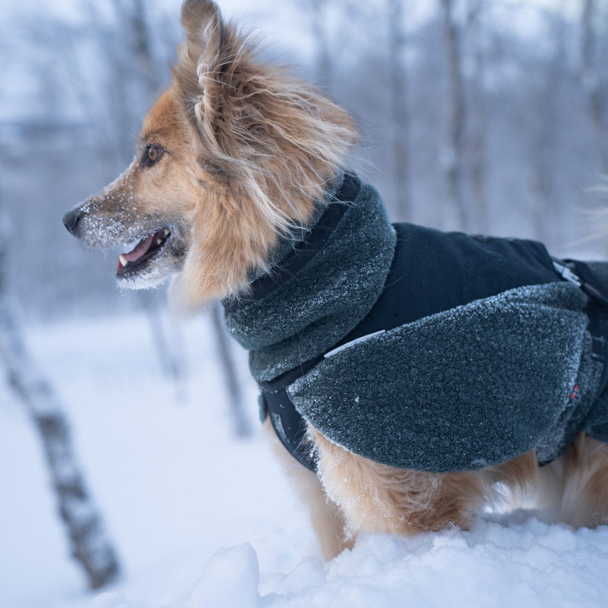 Non-stop dogwear Hundemantel Hundejacke Wool Jacket dark teal