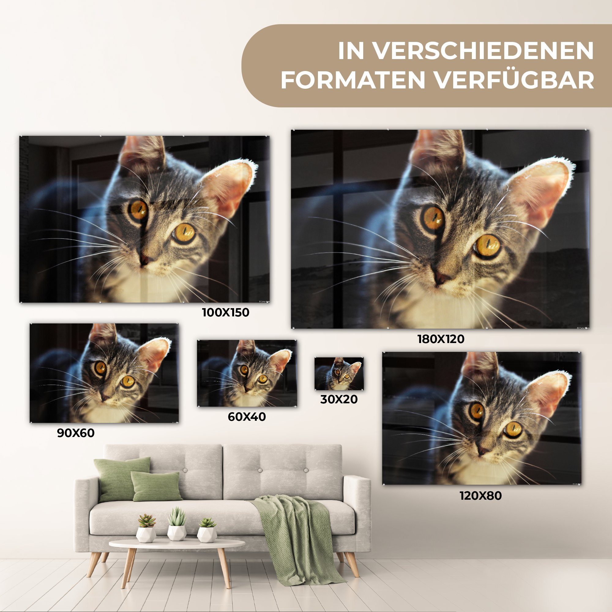 Acrylglasbilder & Tiere - Augen MuchoWow - Schlafzimmer St), (1 Wohnzimmer Grau, - Katzen Acrylglasbild