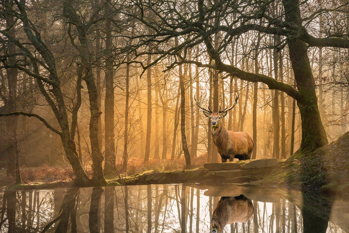 Papermoon Wald Fototapete im Hirsch