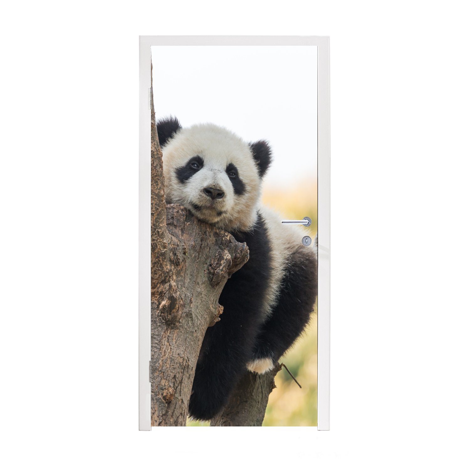 bedruckt, Baum 75x205 MuchoWow Matt, Tür, Licht, St), Türtapete Panda Türaufkleber, - - (1 cm Fototapete für