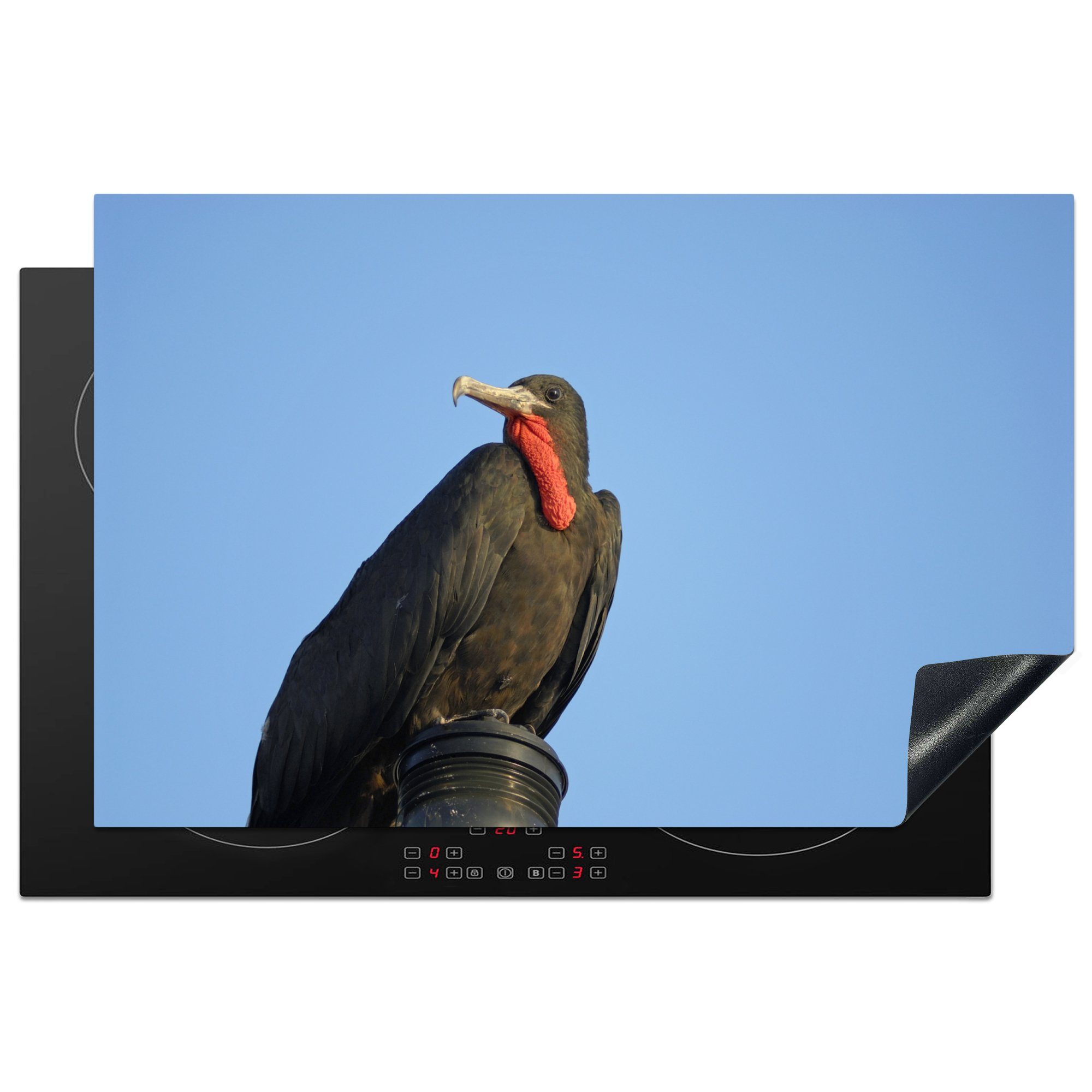 MuchoWow Herdblende-/Abdeckplatte Ein großer Fregattvogel schaut von der Kamera weg, Vinyl, (1 tlg), 81x52 cm, Induktionskochfeld Schutz für die küche, Ceranfeldabdeckung