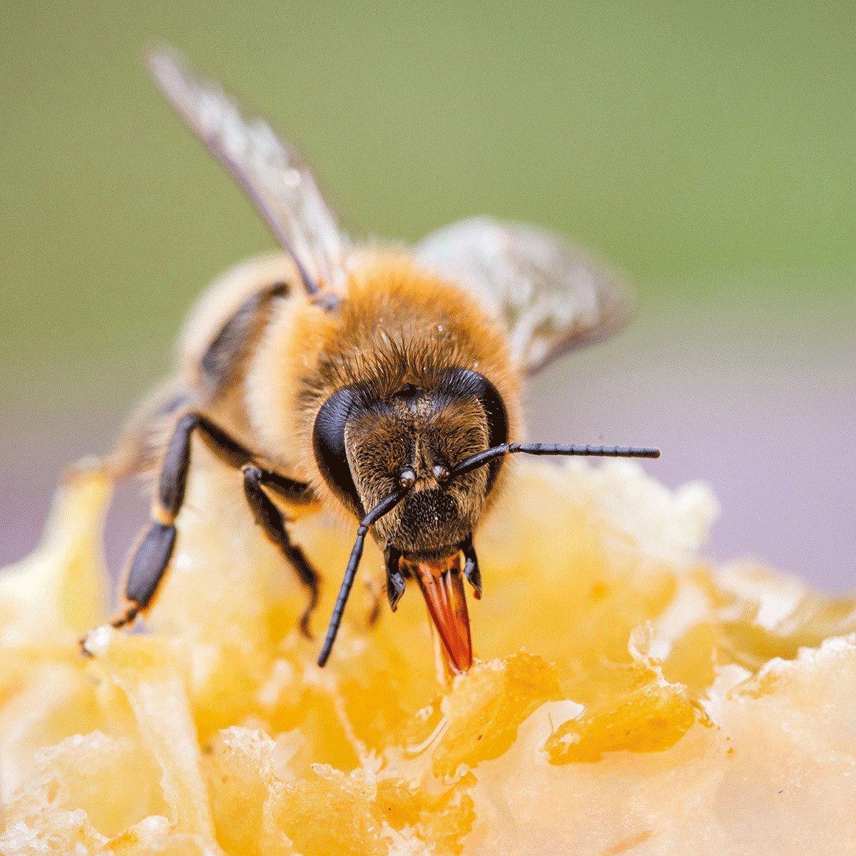 Wandkalender Bienen / Bees 2027: Kalender 2027 (Artwork Edition)