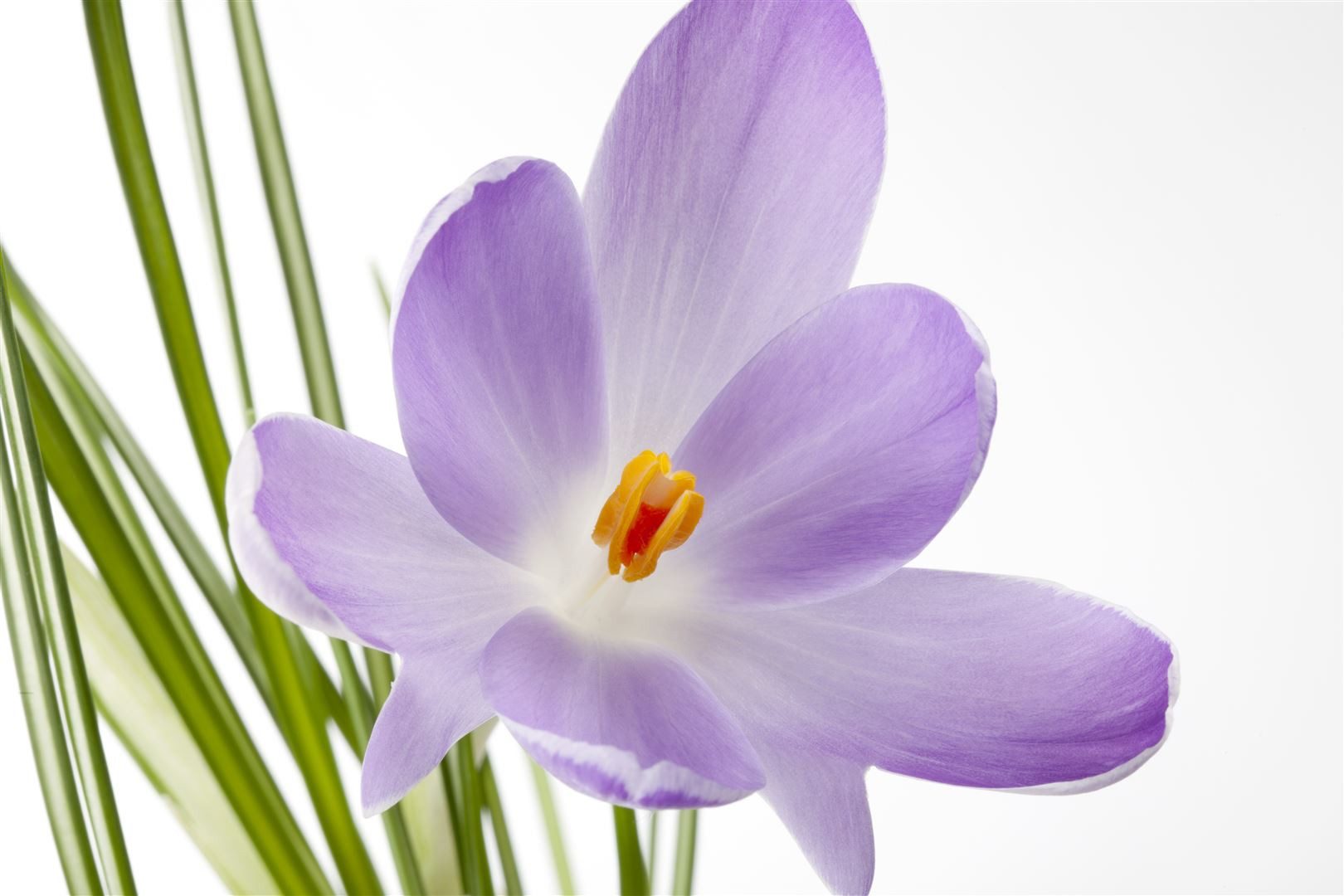 Pflanzen für Dich Staude Crocus sativus, 1 St., Safran, Safrankrokus