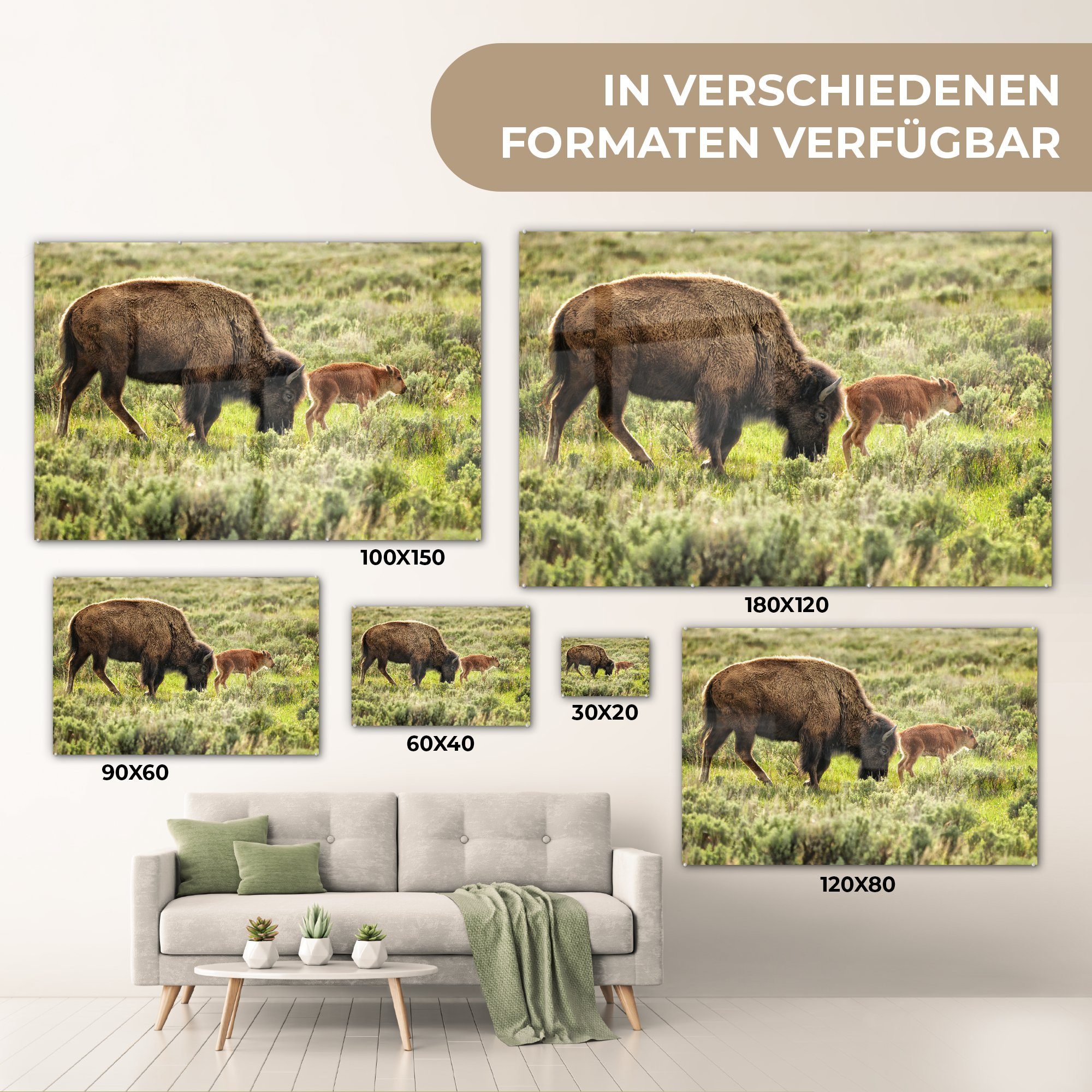 (1 Baby Bison Acrylglasbild in Wyoming, & mit St), Wohnzimmer Schlafzimmer MuchoWow Acrylglasbilder