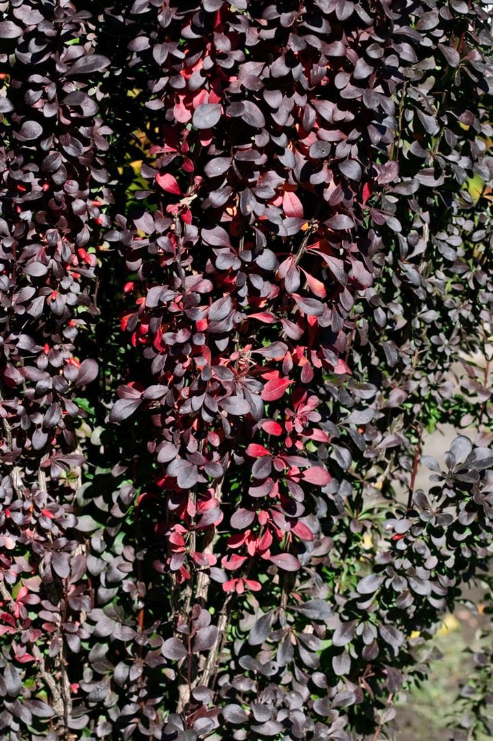 Pflanzen für Dich Gehölze Berberis thunbergii Red Pillar, 1 St., Thunberg-Berberitze, Säulen-Berberitze