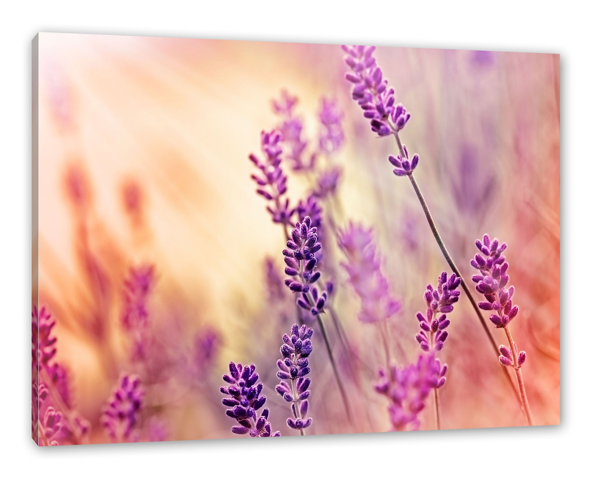 Eleganter Leinwandbild fertig Lavendel Lavendel, inkl. bespannt, Pixxprint St), Zackenaufhänger Leinwandbild (1 Eleganter