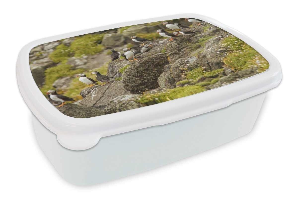 MuchoWow Lunchbox Papageientaucher an der schottischen Küste, Kunststoff, (2-tlg), Brotbox für Kinder und Erwachsene, Brotdose, für Jungs und Mädchen weiß