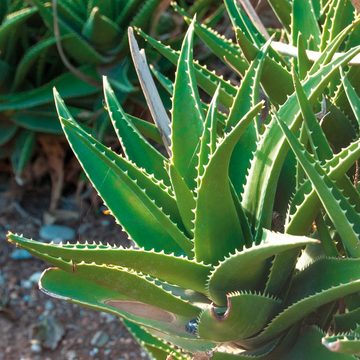 HARO-MC Feuchtigkeitscreme HARO Aloe Vera Vital Creme, mit schützenden Eigenschaften, bei alternder, gereizter, müder Haut, wohltuend nach Sonnenbad, spendet Feuchtigkeit und Frische den ganzen Tag, Tube 100 ml, 1-tlg.