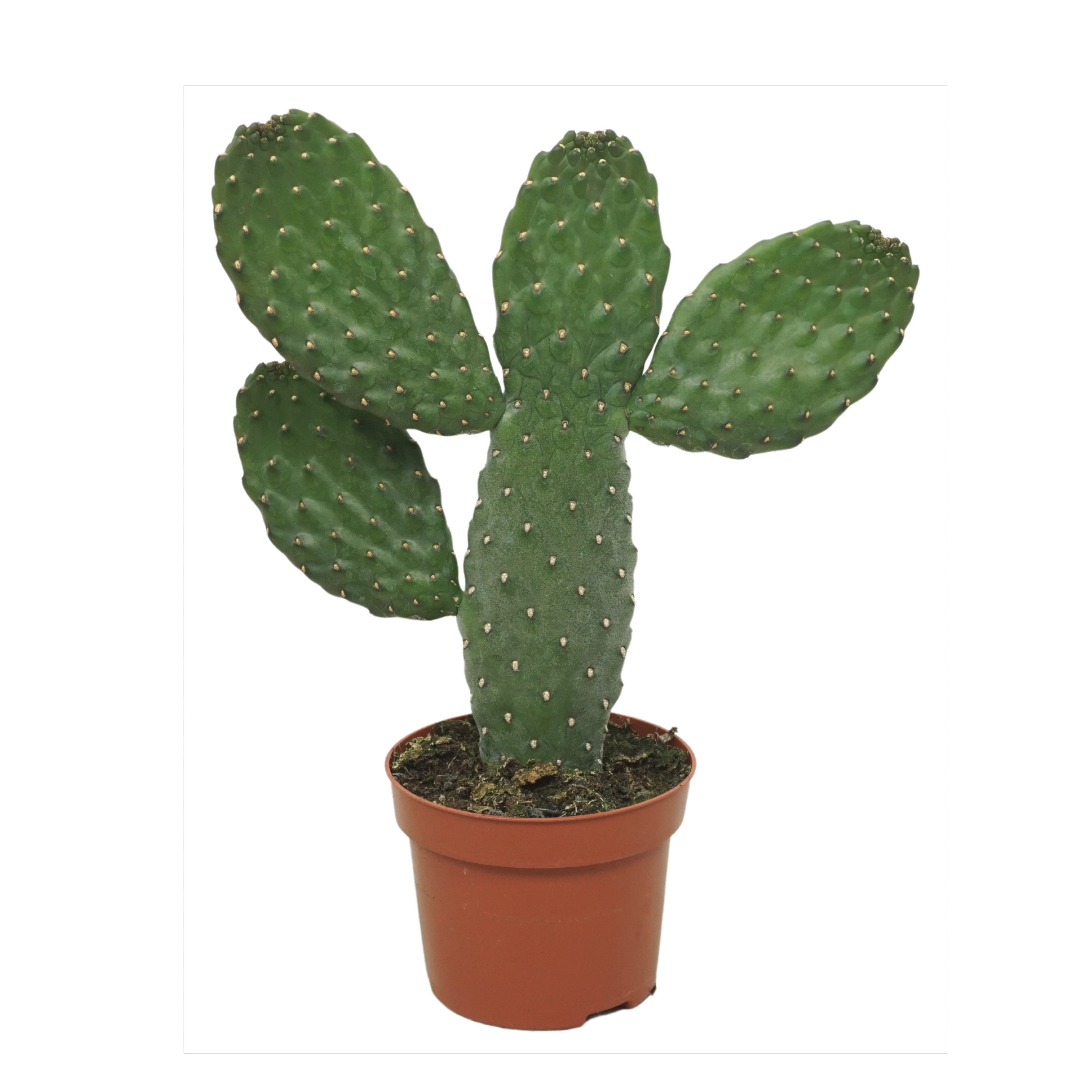 meinvipshop Zimmerpflanze Kaktus Opuntia Consulea 25cm