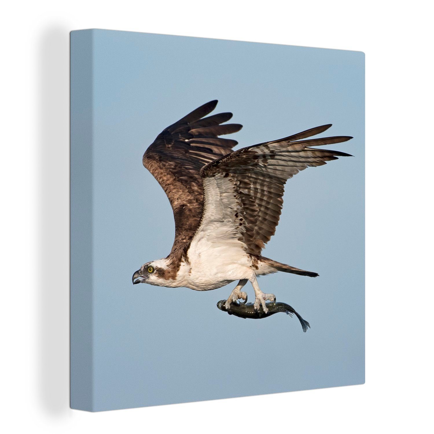 OneMillionCanvasses® Leinwandbild Fisch - Adler - Fliege, (1 St), Leinwand Bilder für Wohnzimmer Schlafzimmer