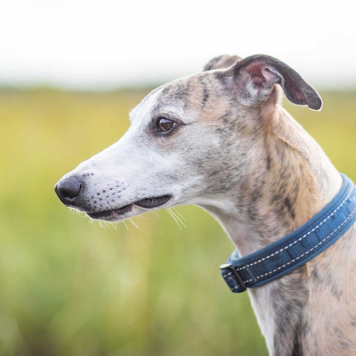 HURTTA Hunde-Halsband Casual Halsband blau