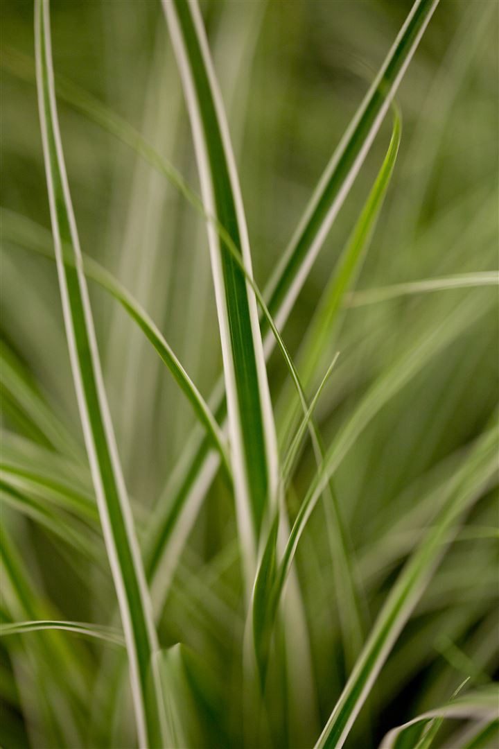 Pflanzen für Dich Gräser Carex oshimensis Everest, 1 St., Japan-Segge, Oshima-Segge, zweifarbig, immergrün