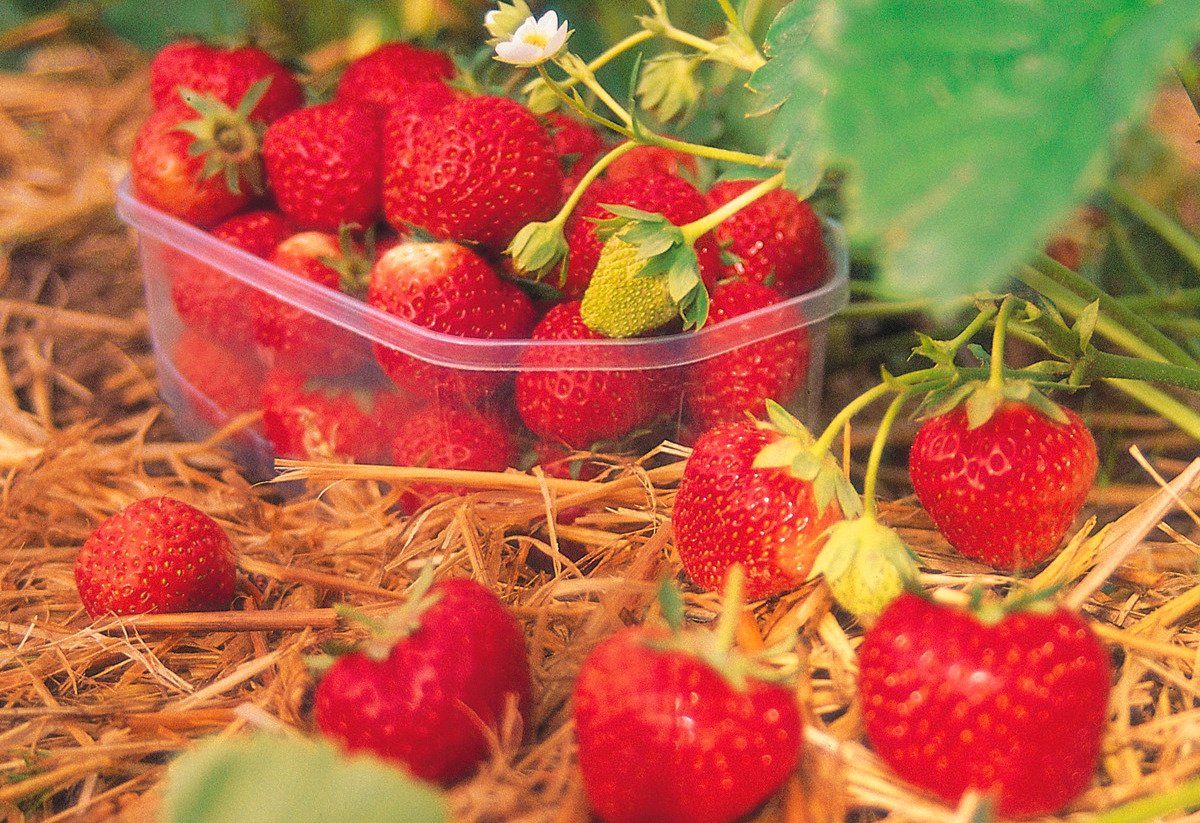 BCM Obstpflanze »Erdbeere Senga Sengana« kaufen | OTTO