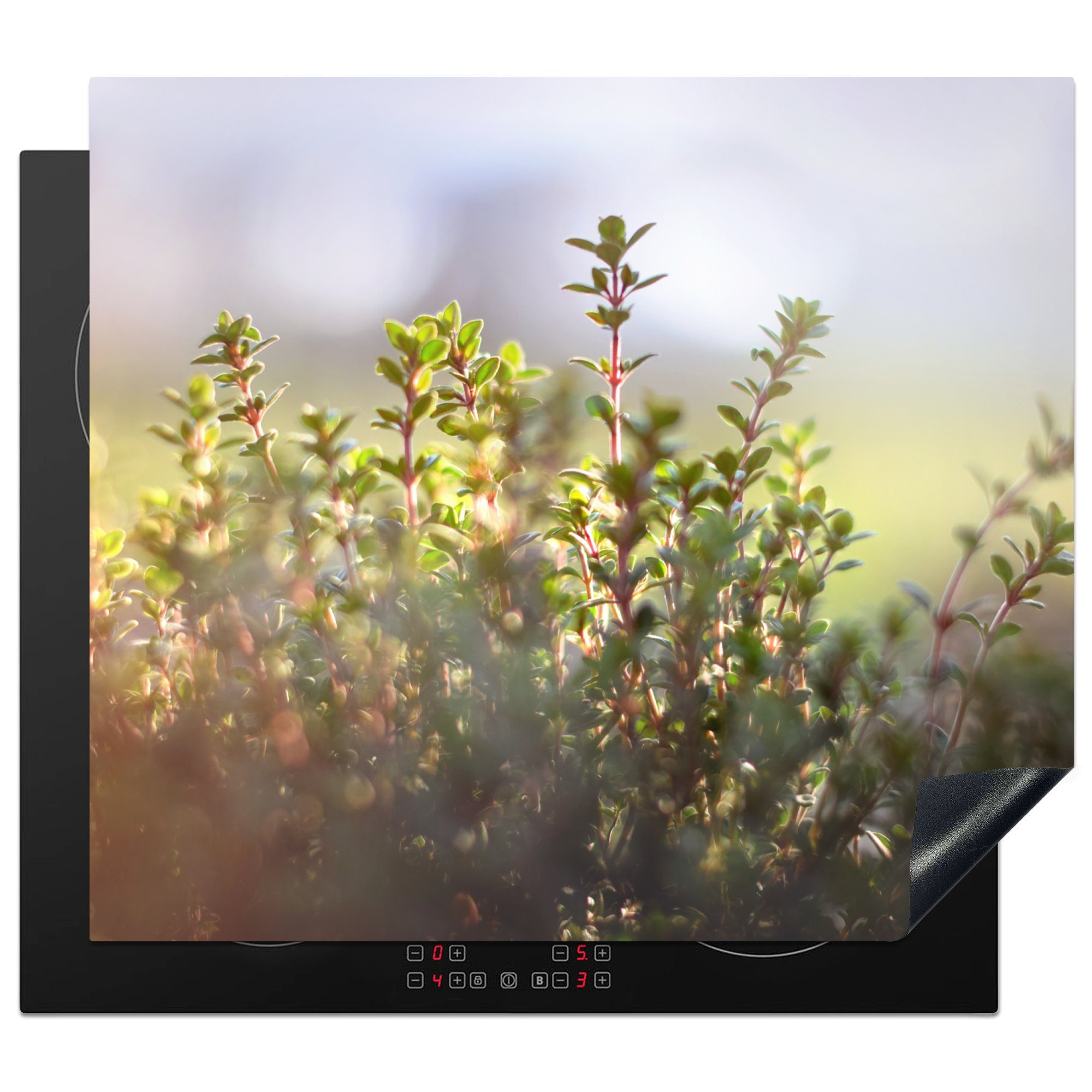 MuchoWow Herdblende-/Abdeckplatte Wintersonnenlicht beleuchtet Thymianpflanzen in der Natur, Vinyl, (1 tlg), 59x52 cm, Ceranfeldabdeckung für die küche, Induktionsmatte