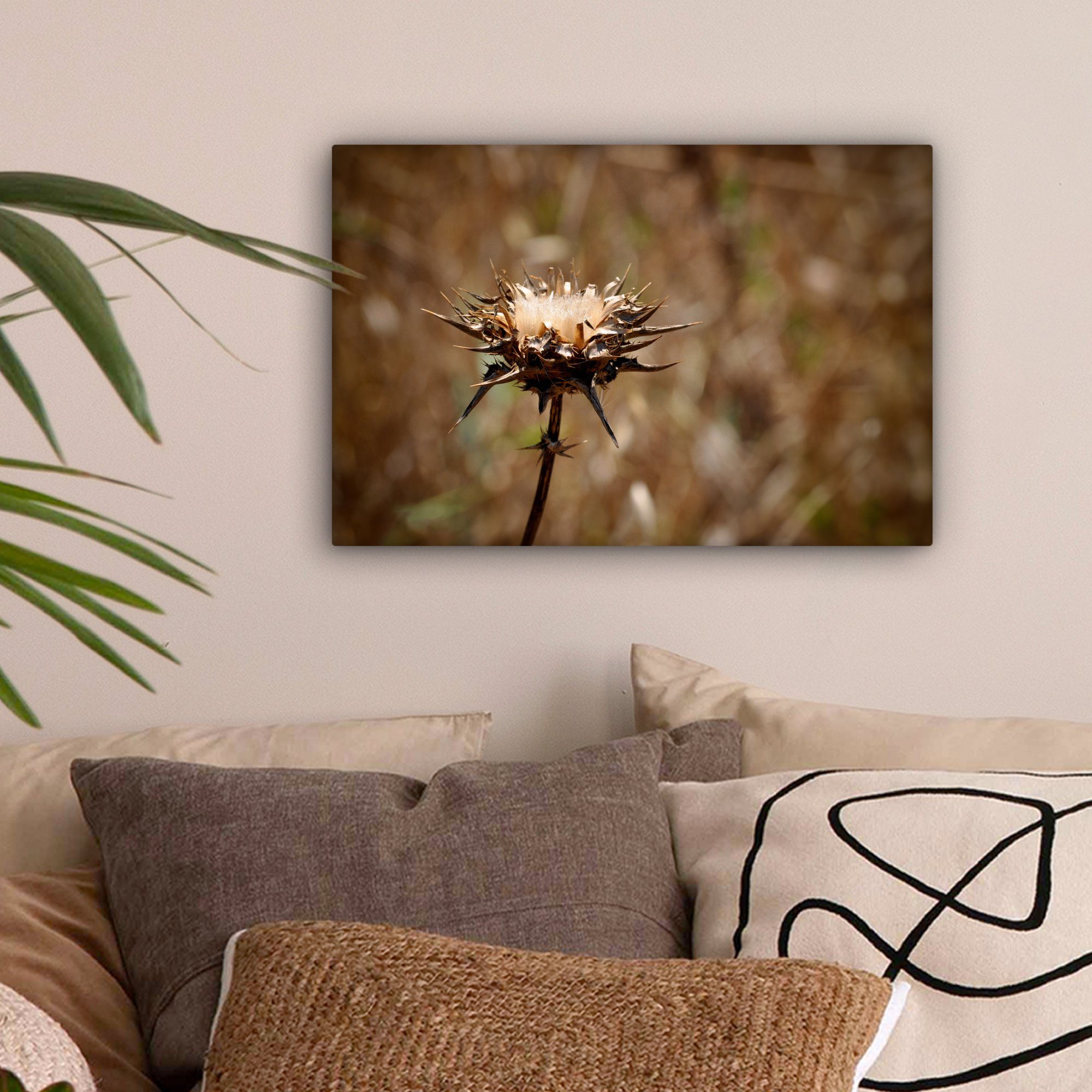 Distel Leinwandbild Aufhängefertig, (1 cm Leinwandbilder, 30x20 Getrocknete OneMillionCanvasses® Wanddeko, bunt Sepia-Fotodruck, Wandbild St),